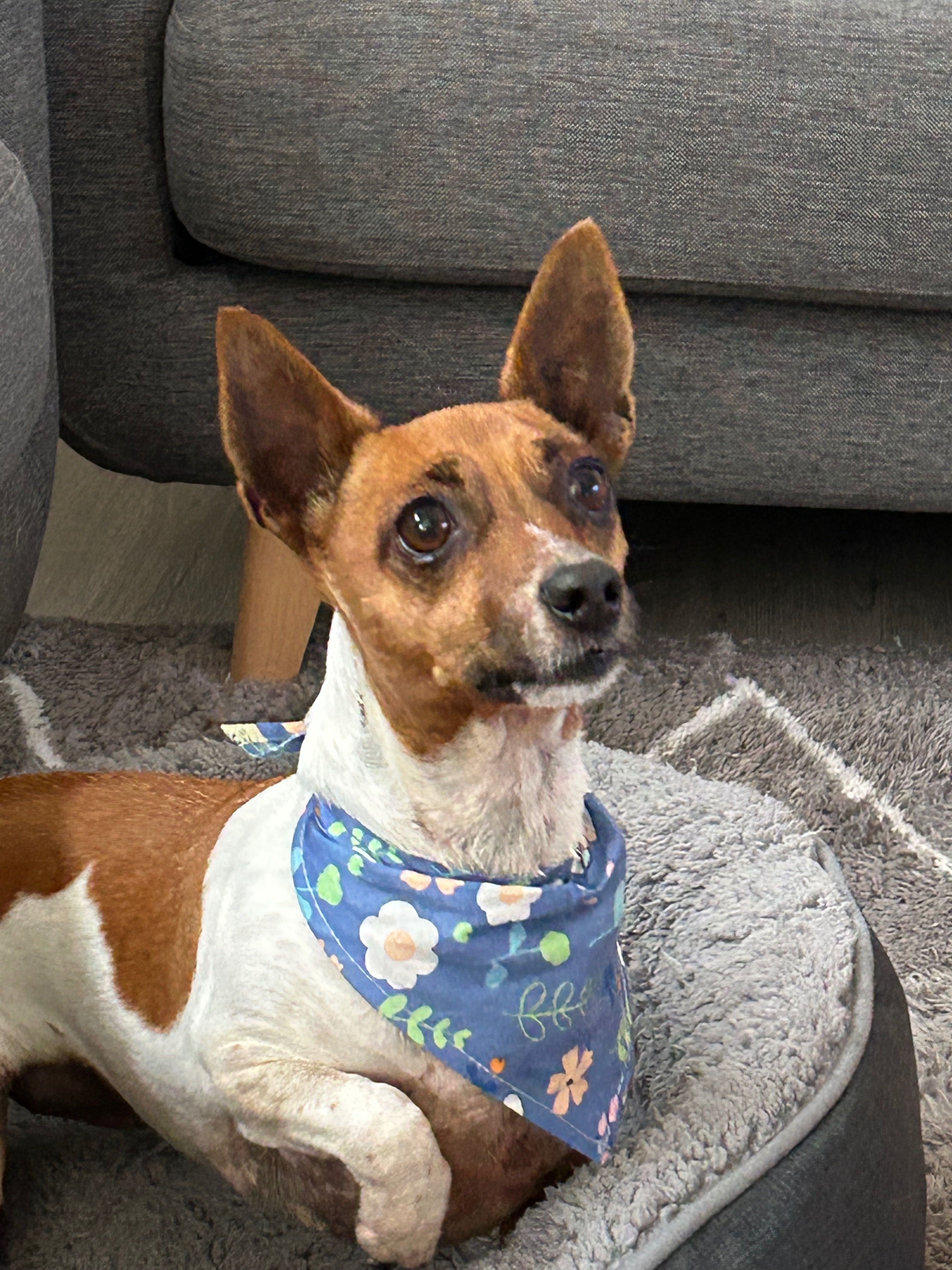 Cocos vet expenses campaign photo, 6 of 8