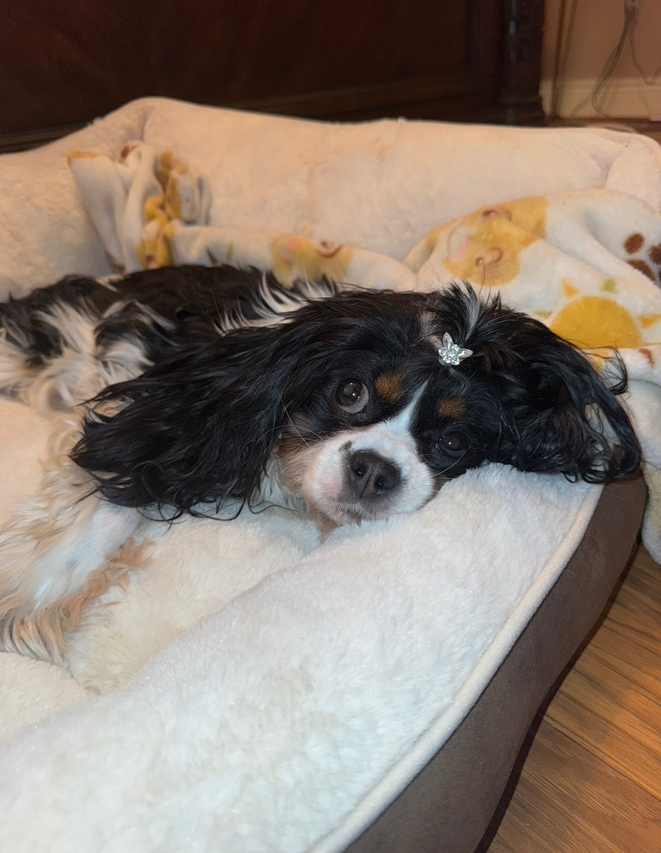 Support Cleona's Blood Transfusion & Emergency Vet Visit campaign photo, 2 of 8