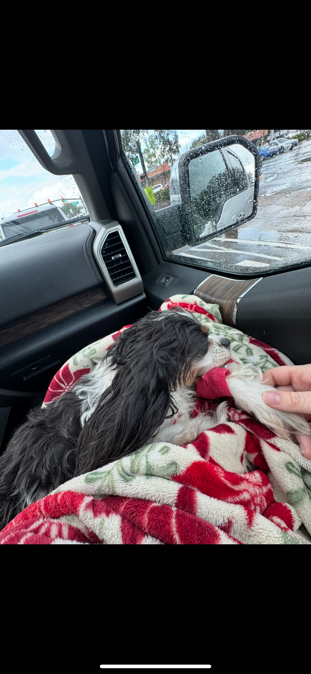 Support Cleona's Blood Transfusion & Emergency Vet Visit campaign photo, 6 of 8