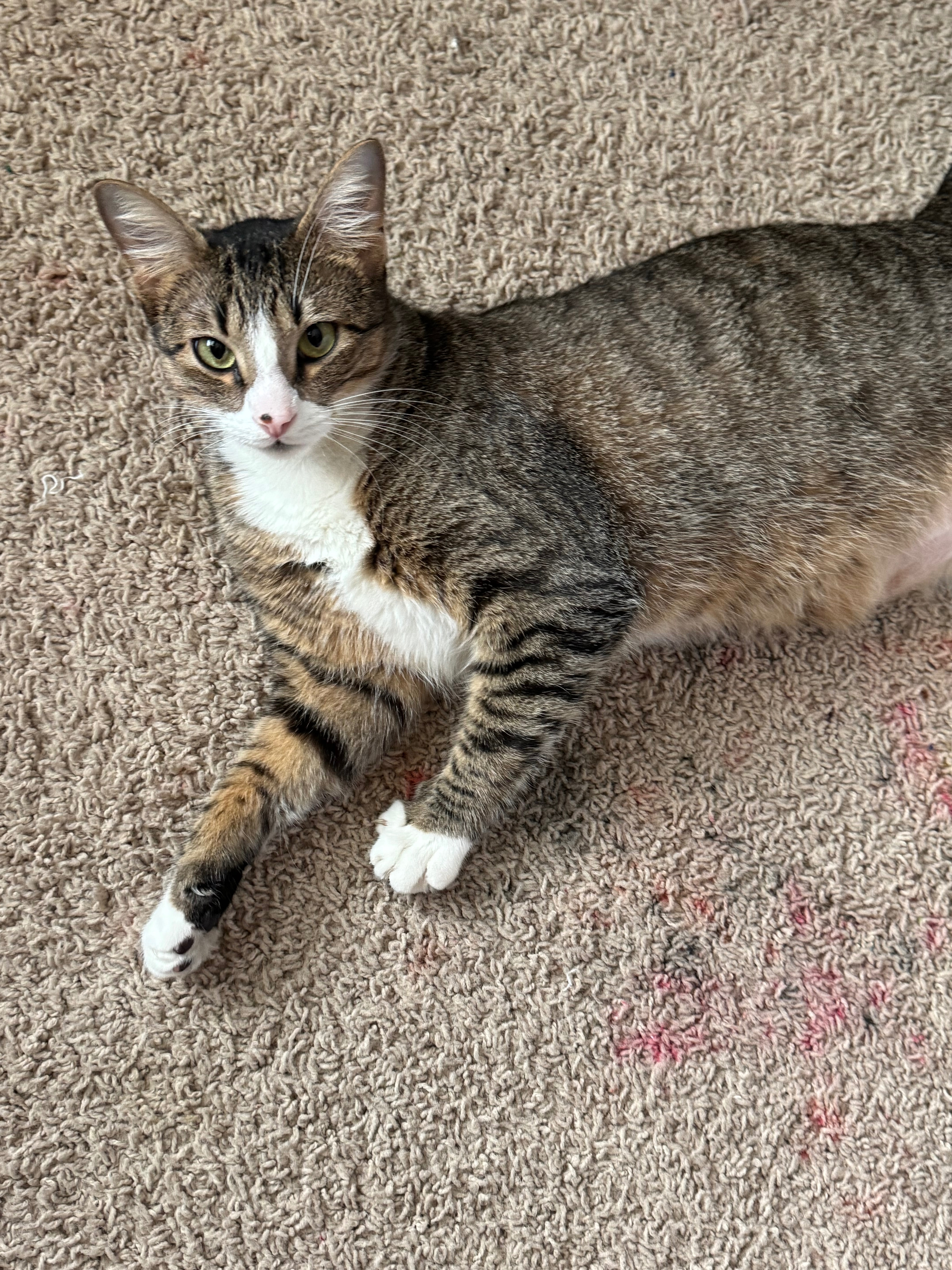 Help me bring home my son’s beloved cat’s remains campaign photo, 7 of 8