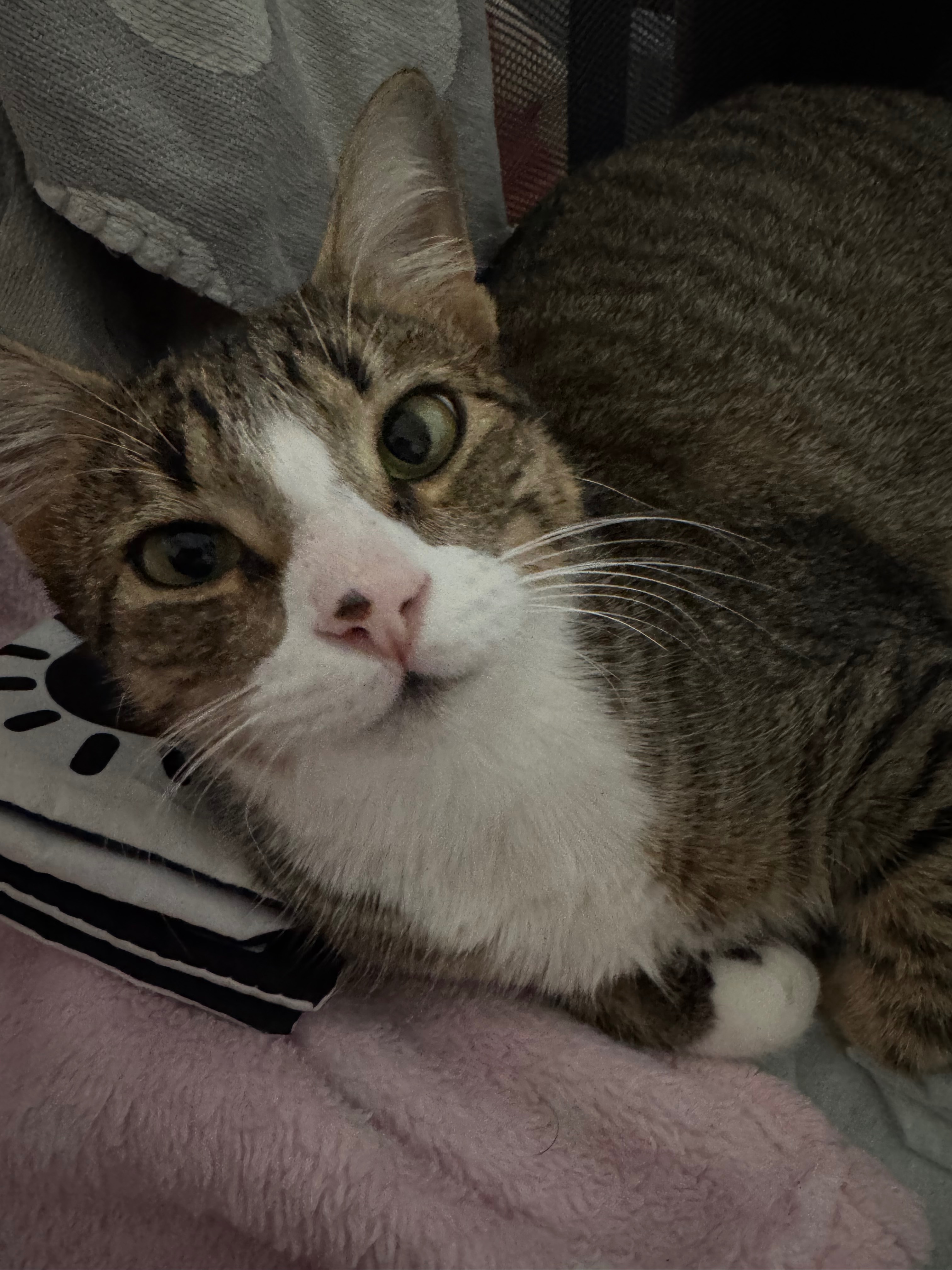 Help me bring home my son’s beloved cat’s remains campaign photo, 2 of 8