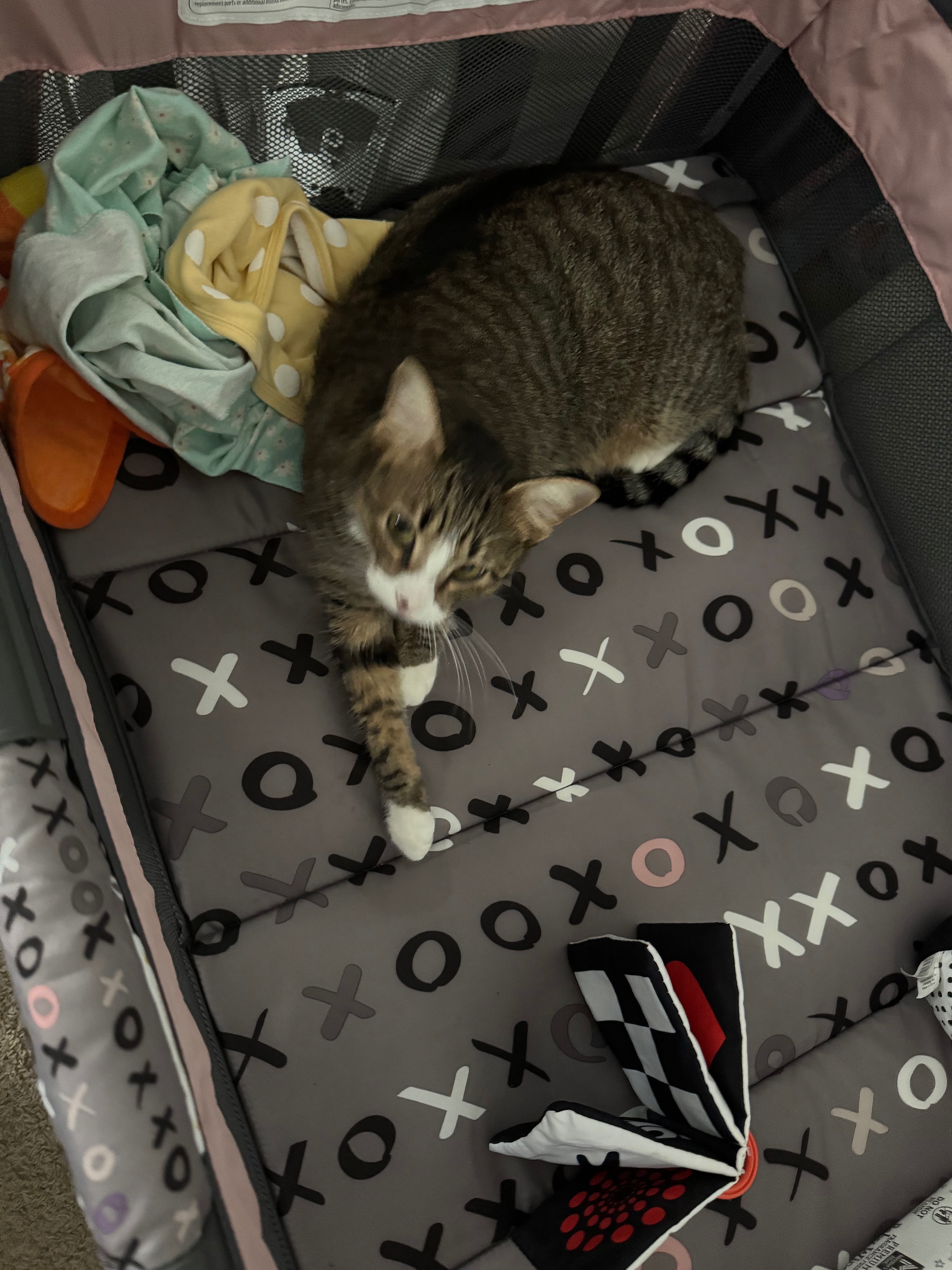 Help me bring home my son’s beloved cat’s remains campaign photo, 5 of 8