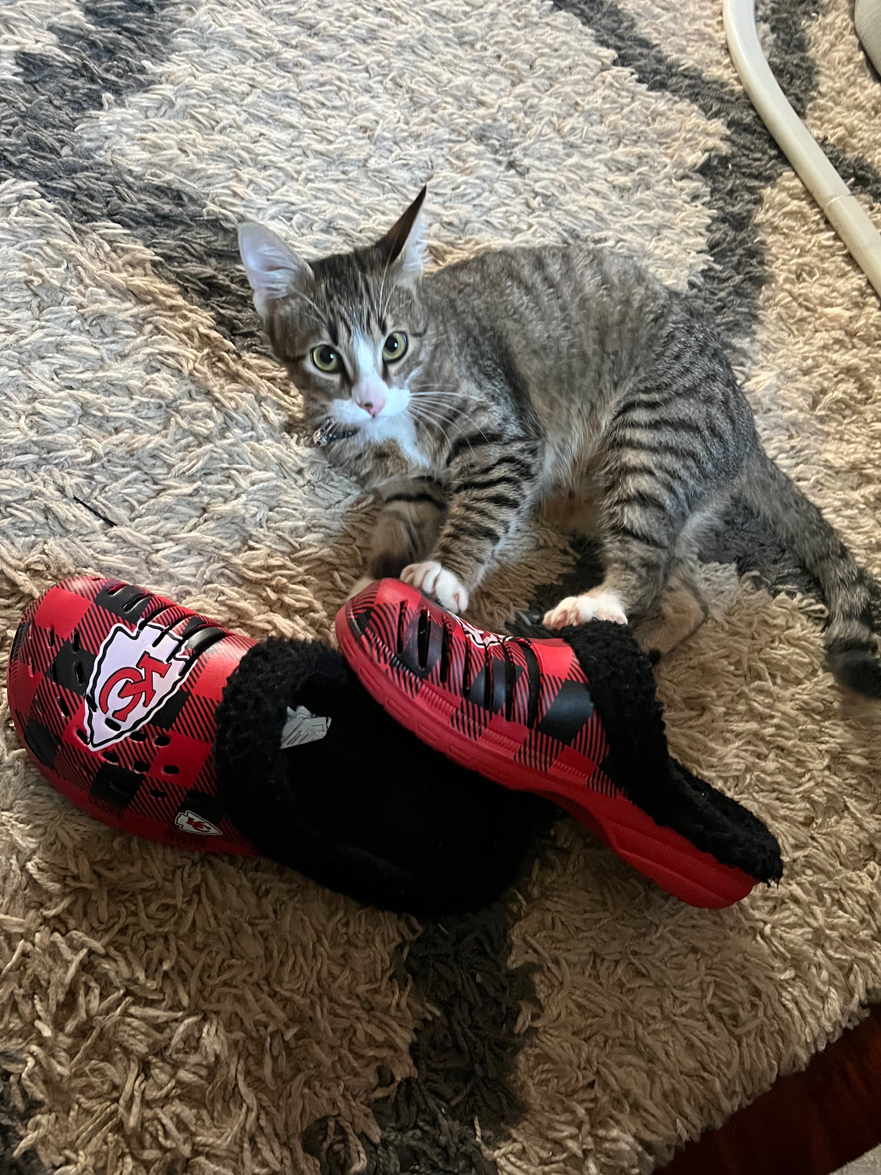 Help me bring home my son’s beloved cat’s remains campaign photo, 6 of 8