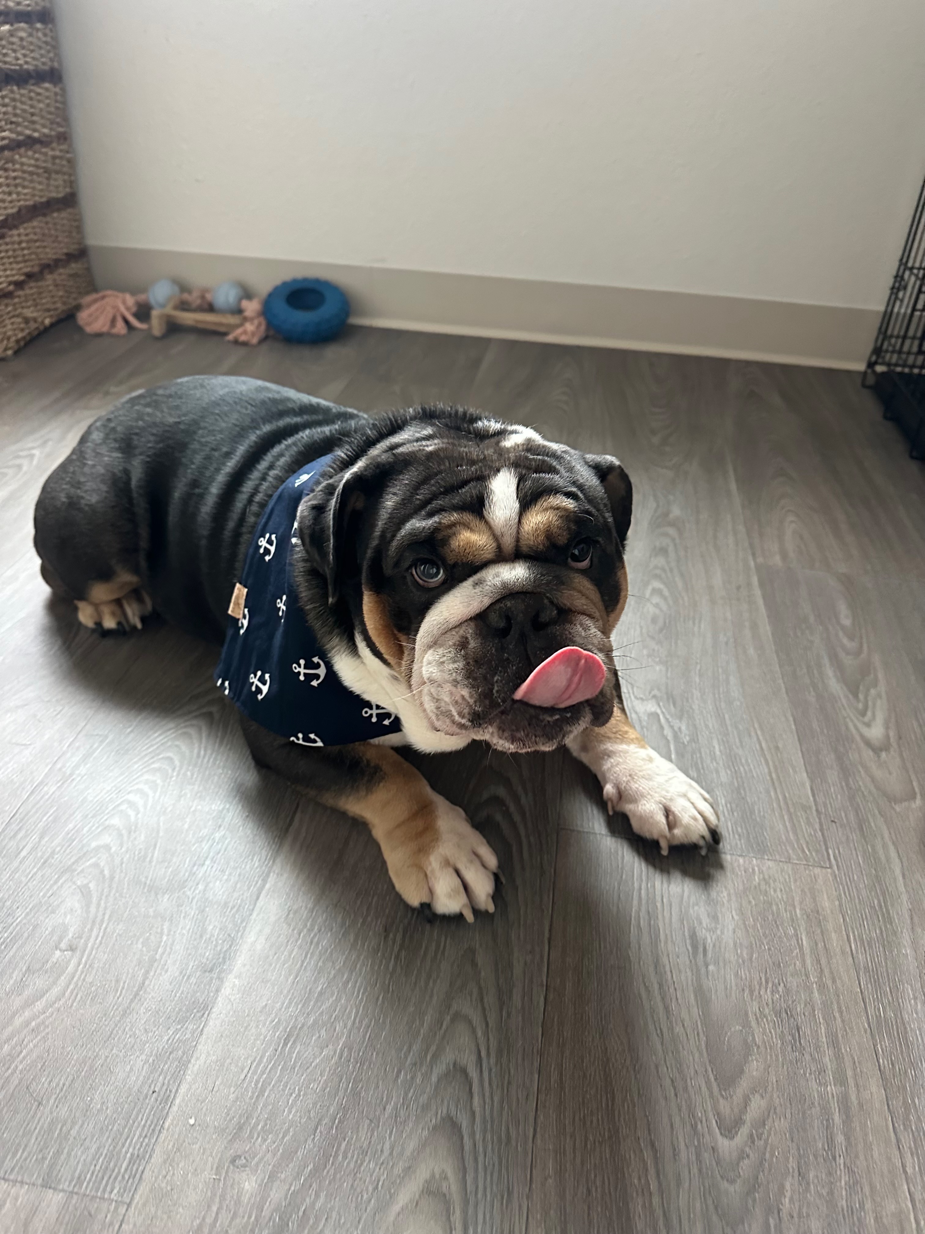 User-uploaded image 2