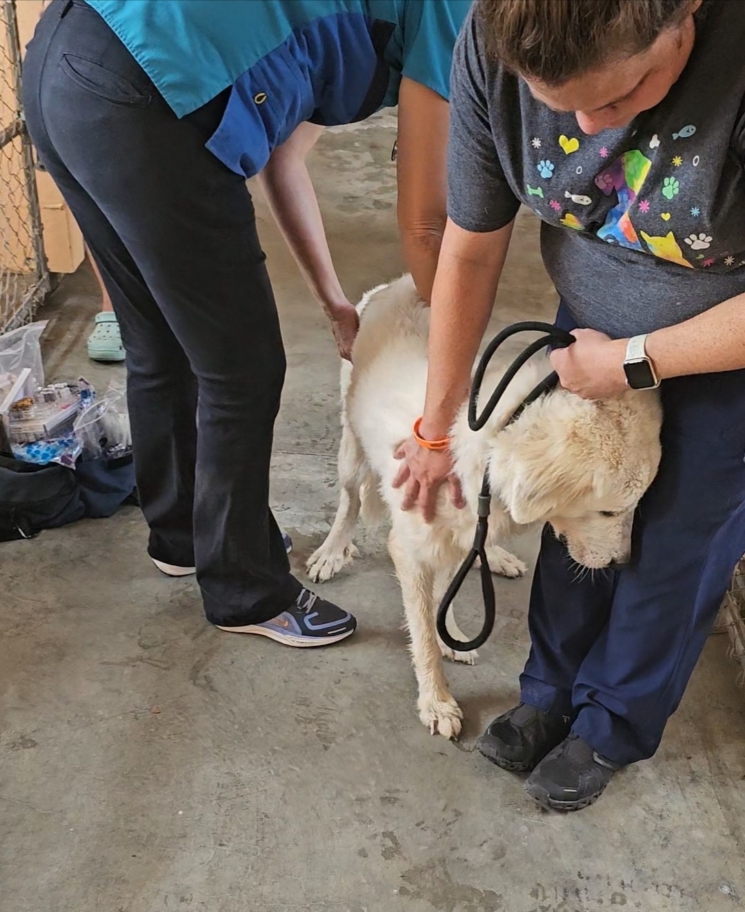 Urgent Aid for 21 Dogs at DogWalker Ranch campaign photo, 2 of 6