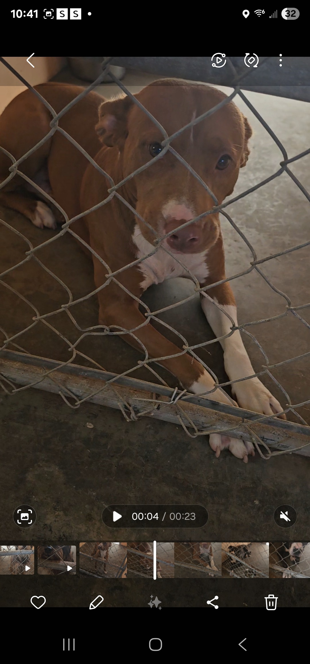 Urgent Aid for 21 Dogs at DogWalker Ranch campaign photo, 4 of 6