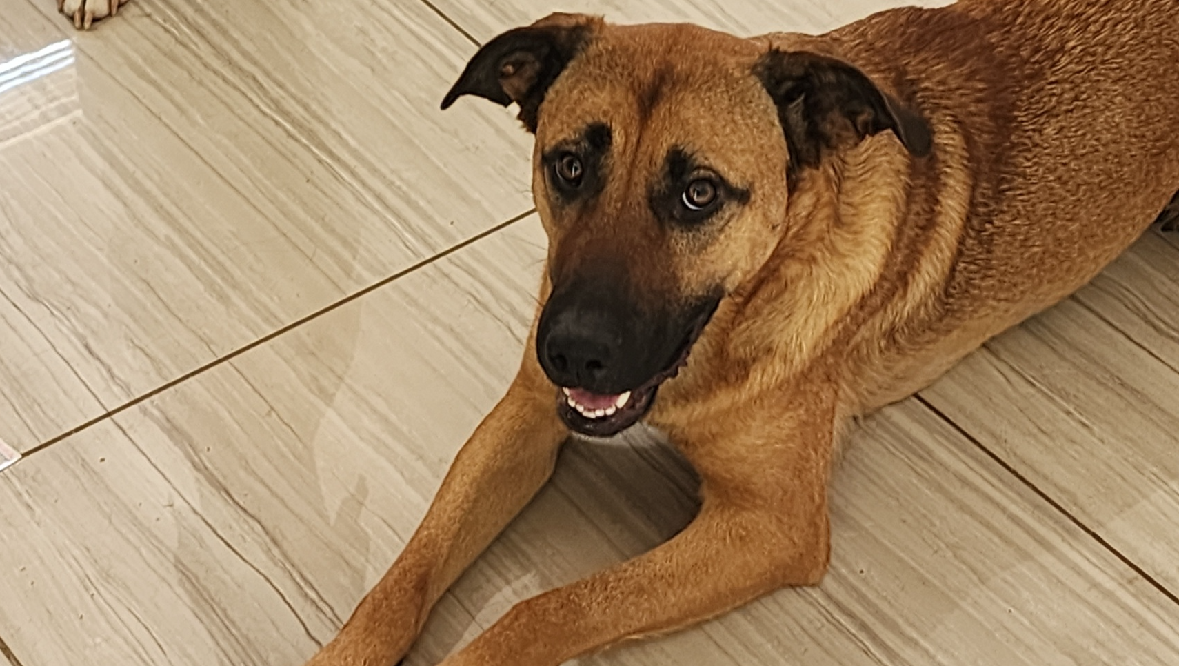 Help Delta get her surgery photo