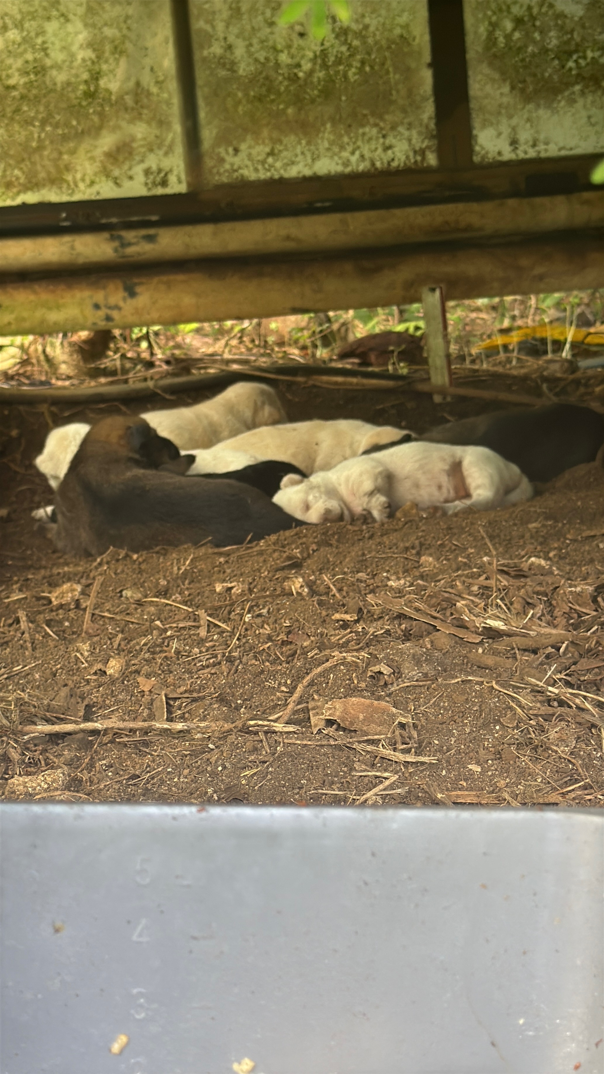 From Suffering to Hope: Support Rota’s Dogs campaign photo, 4 of 5