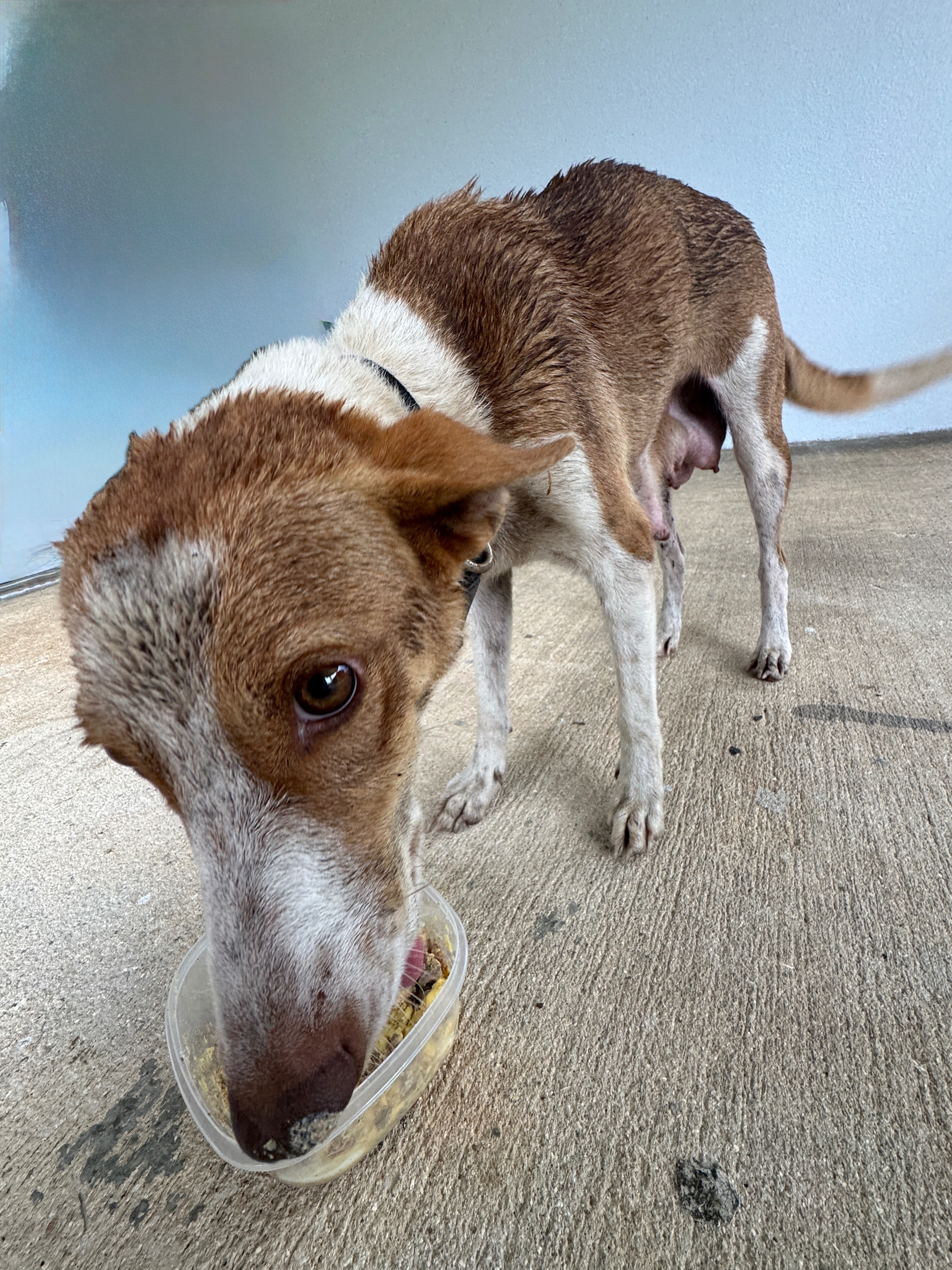 From Suffering to Hope: Support Rota’s Dogs campaign photo, 2 of 5