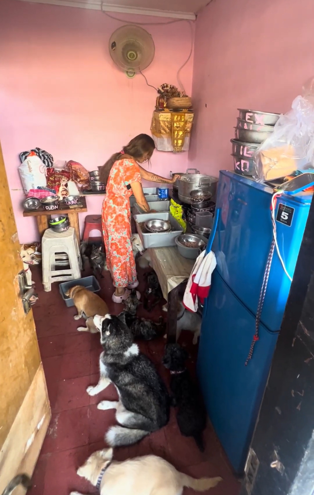 Help Claudia save her shelters in Bali and 250 of her Dogs! campaign photo, 7 of 8