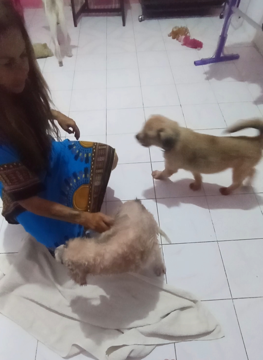 Help Claudia save her shelters in Bali and 250 of her Dogs! campaign photo, 2 of 8