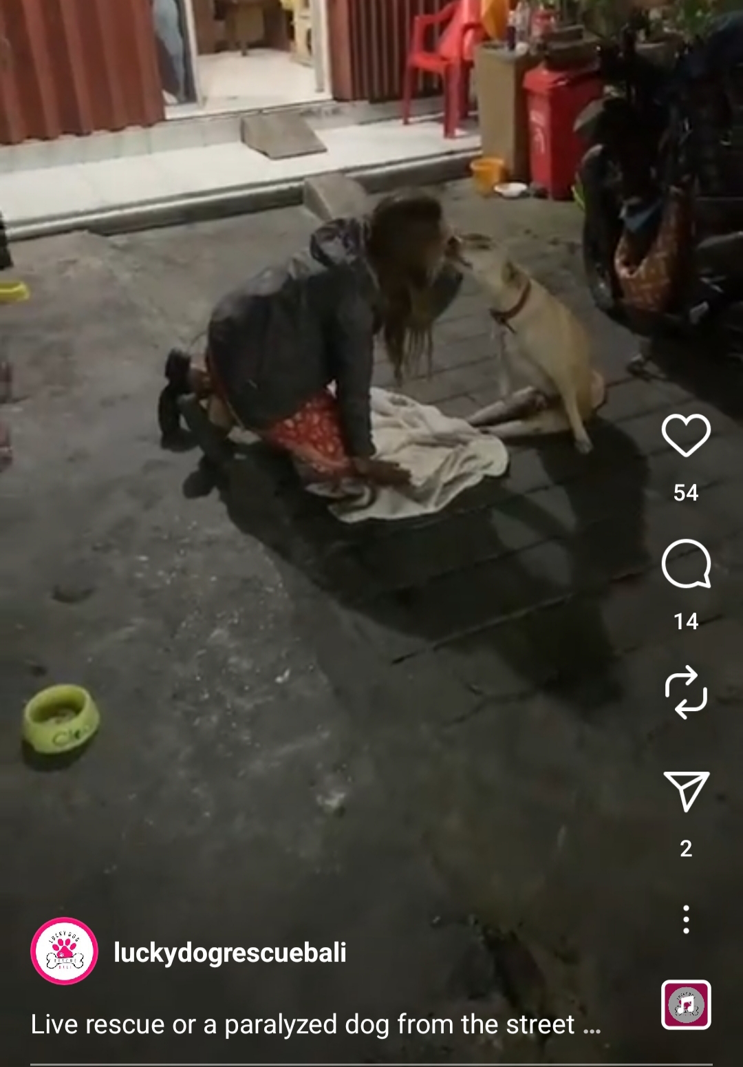 Help Claudia save her shelters in Bali and 250 of her Dogs! campaign photo, 4 of 8