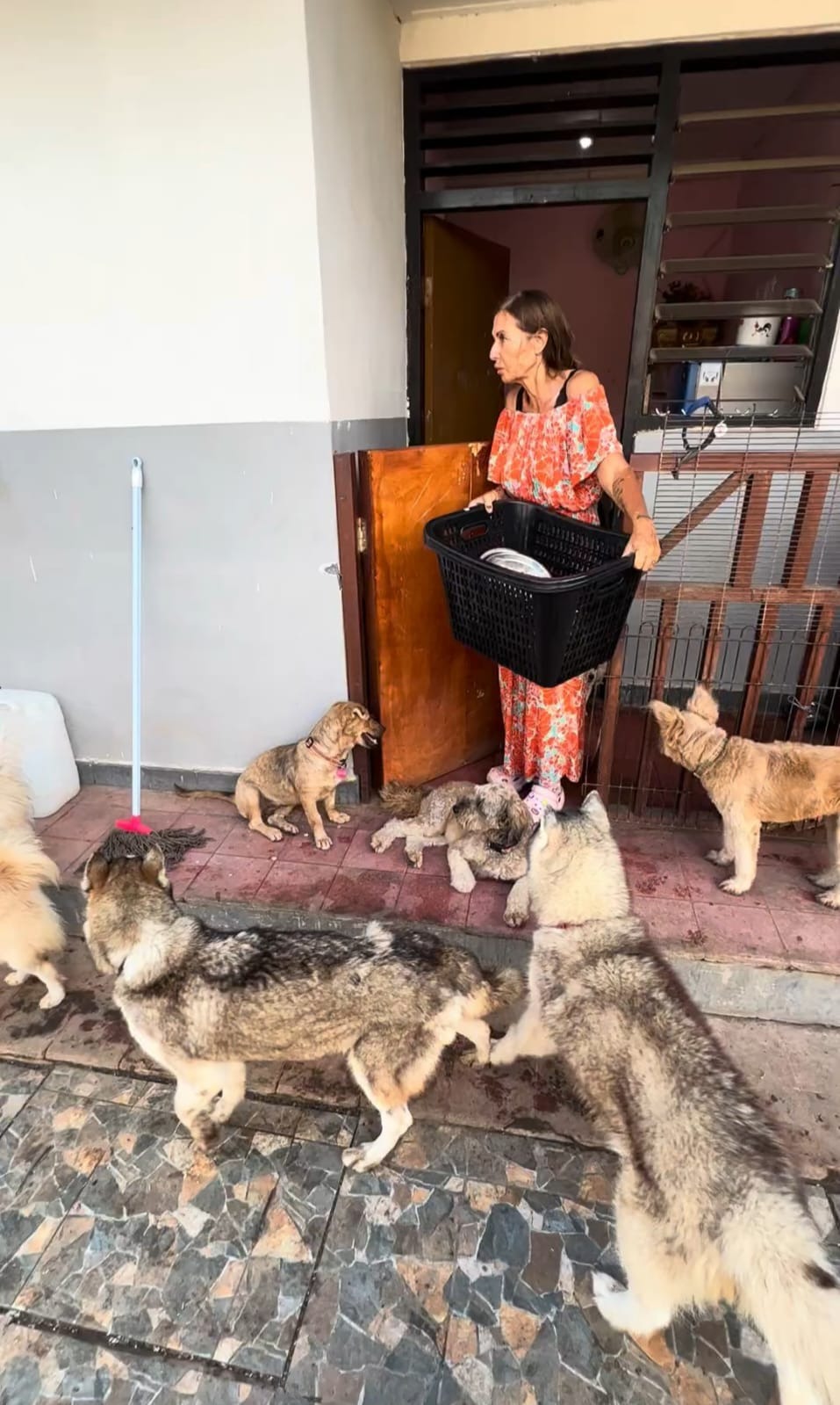 Help Claudia save her shelters in Bali and 250 of her Dogs! campaign photo, 5 of 8