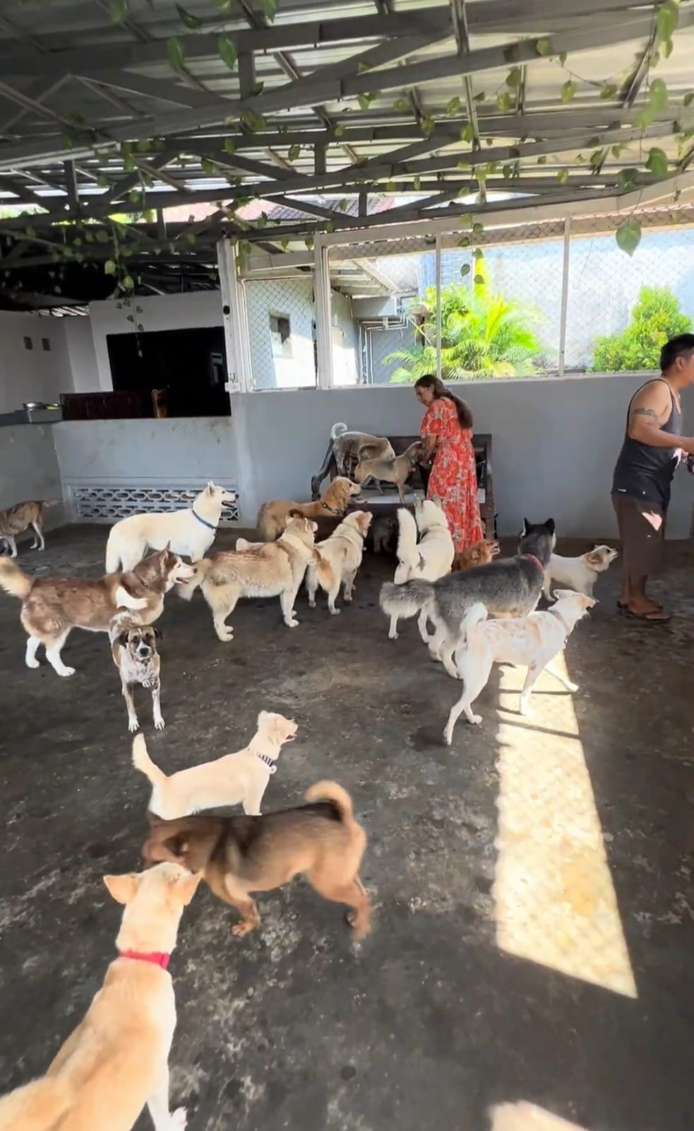 Help Claudia save her shelters in Bali and 250 of her Dogs! campaign photo, 6 of 8