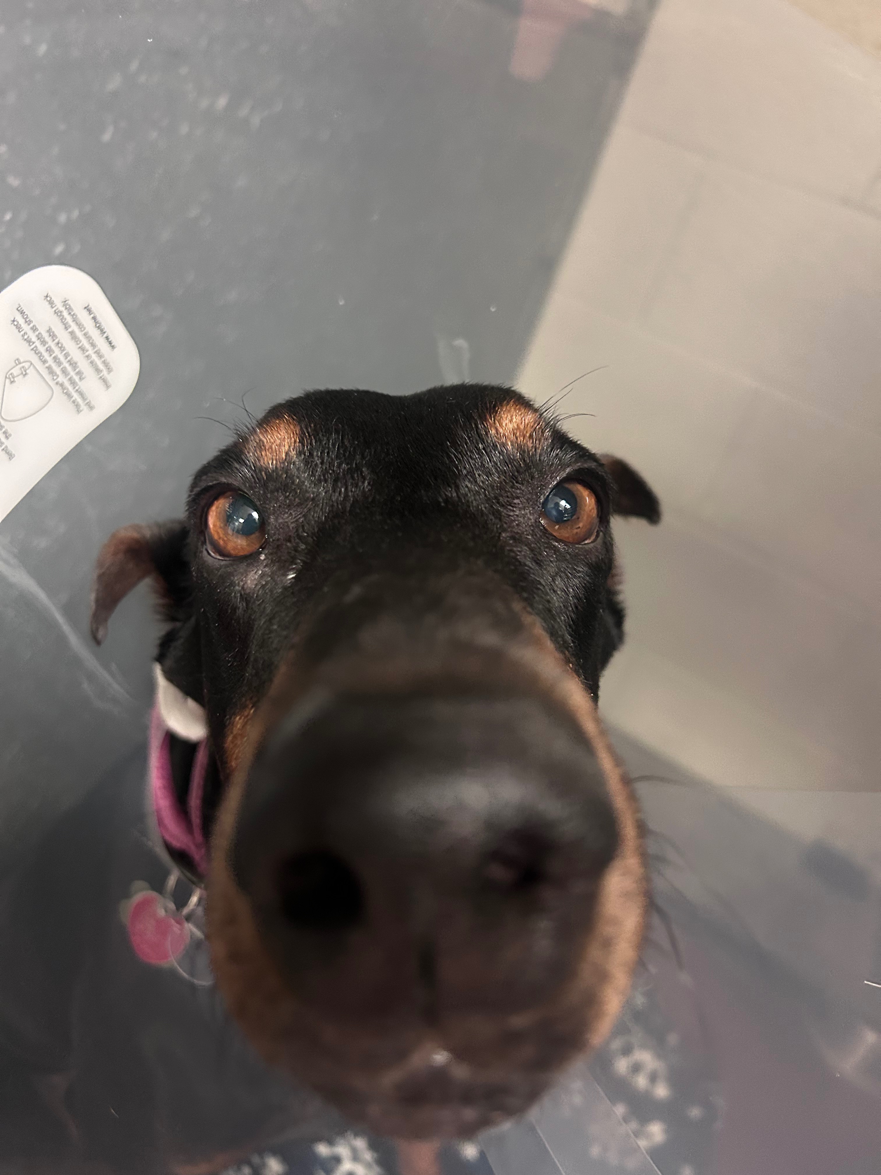 Give Tundra Her Second Chance at Life campaign photo, 4 of 8