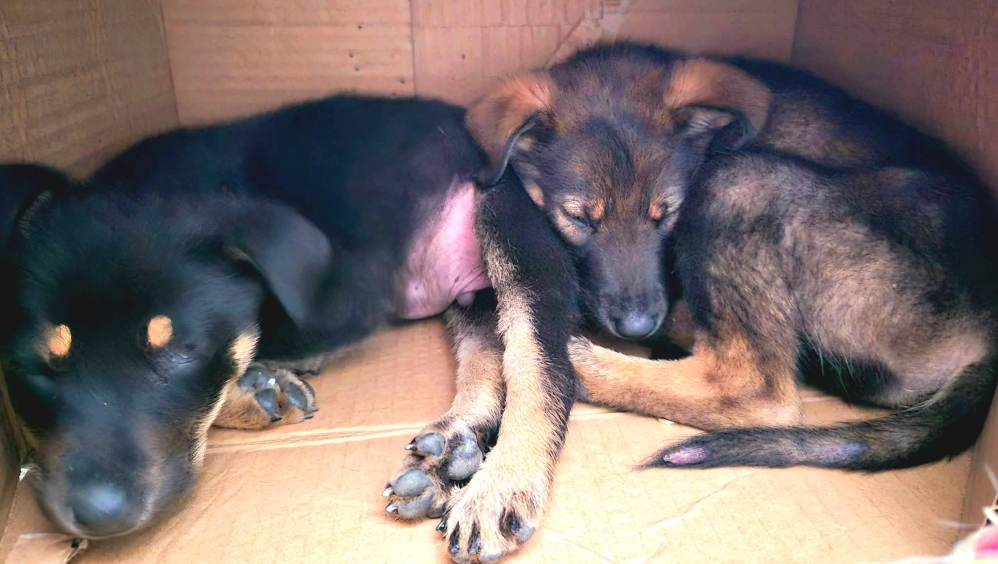 Those who are in need.“Help Stray Dogs in Mauritius” photo