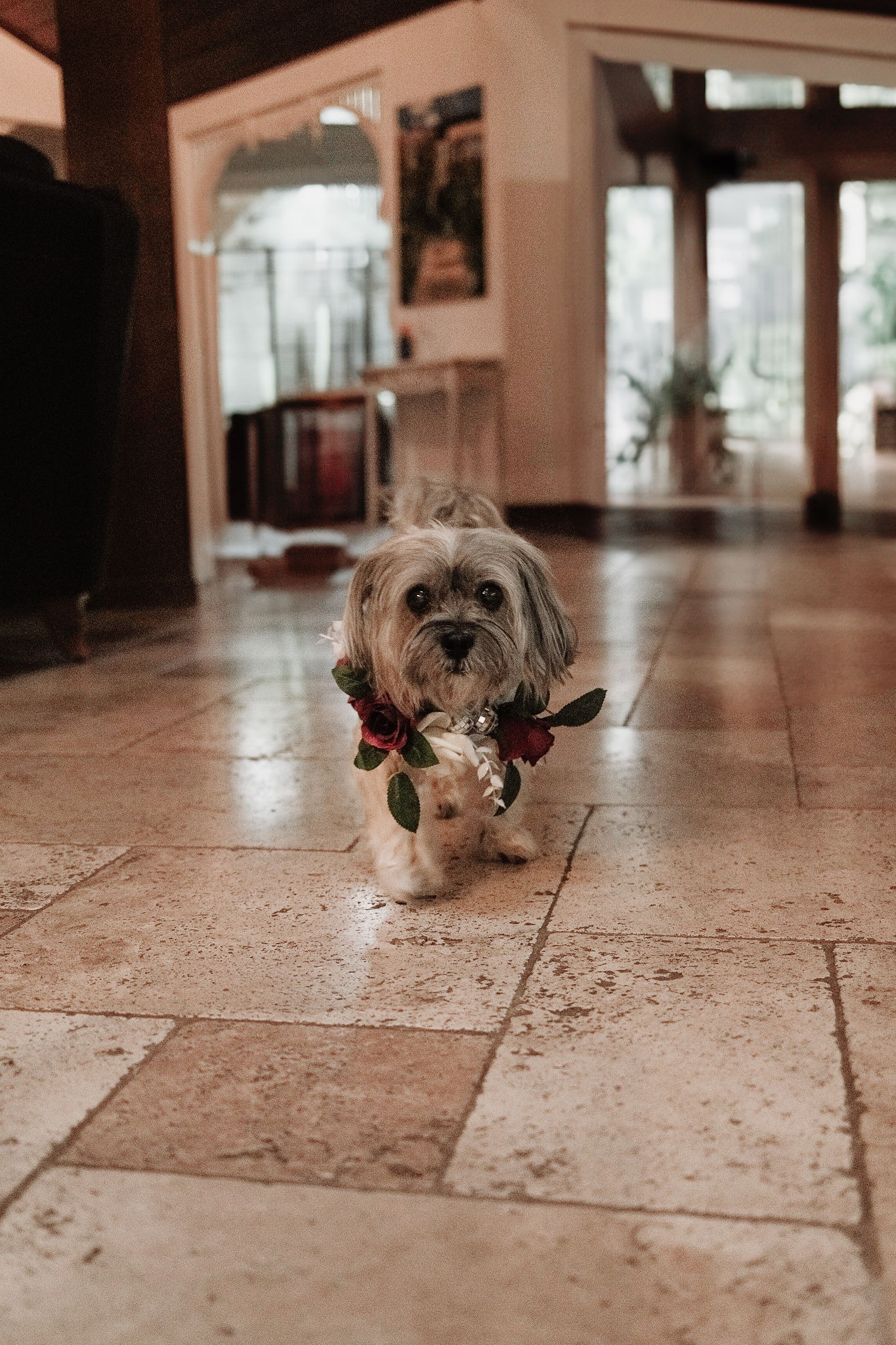 In Loving Memory of Schweetie campaign photo, 2 of 4