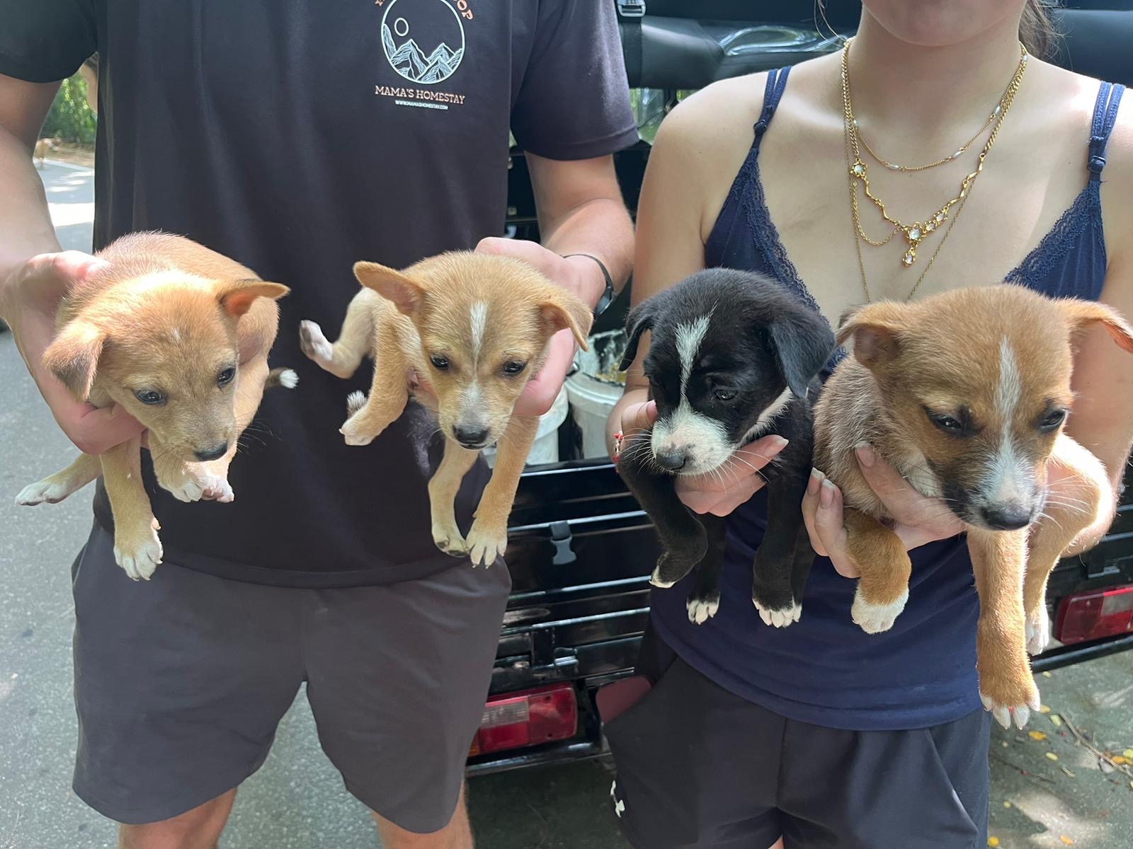 Help Me Support the stray dogs in Sri Lanka campaign photo, 7 of 8