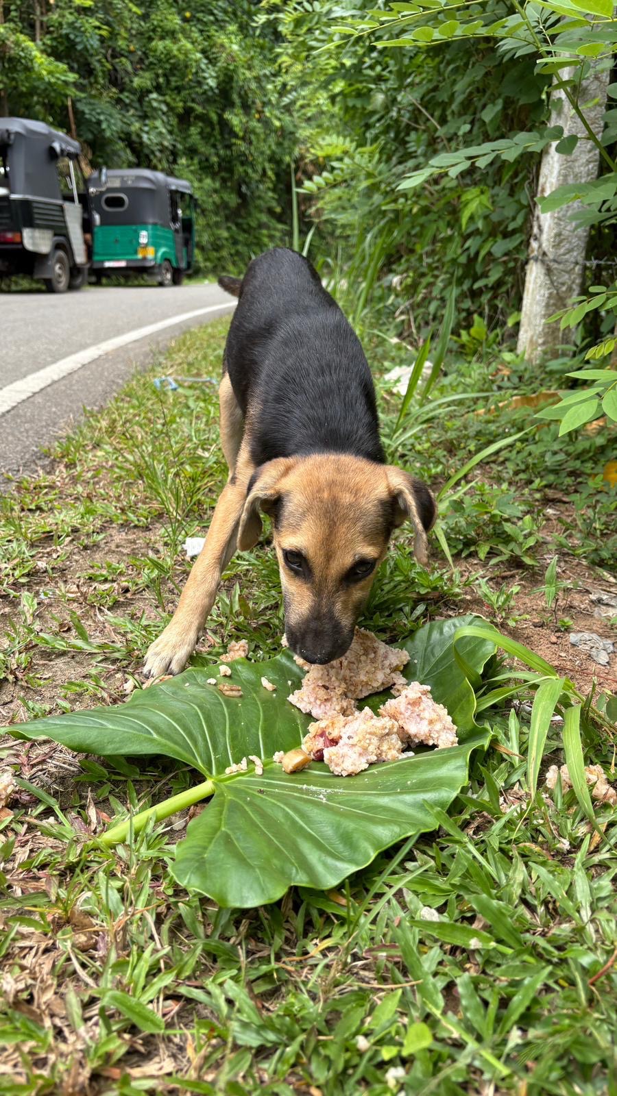 Help Me Support the stray dogs in Sri Lanka campaign photo, 2 of 8