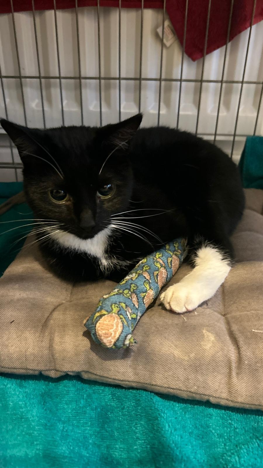 User-uploaded image 1