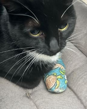 User-uploaded image 3