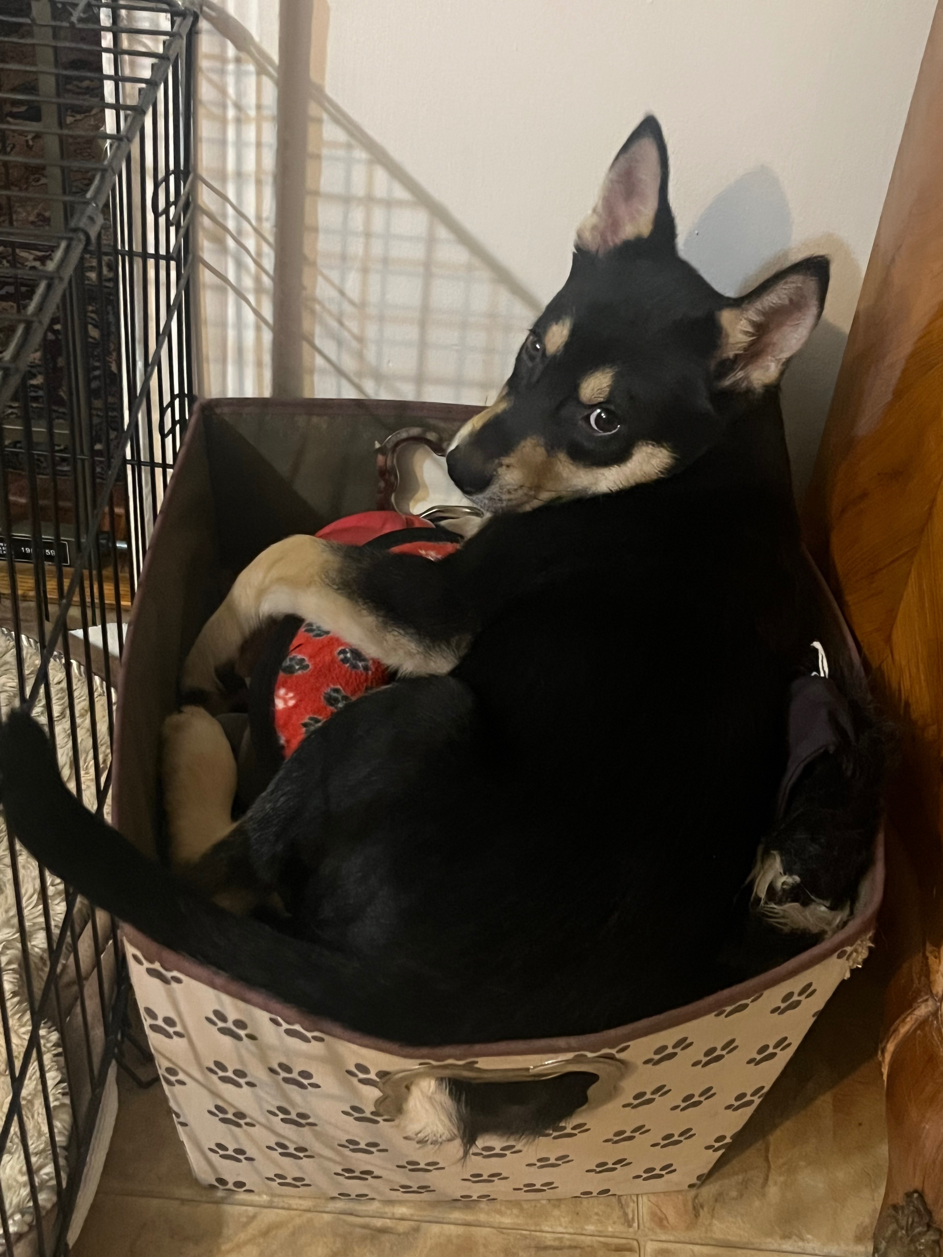 Support Athena's Urgent Medical Care campaign photo, 5 of 8