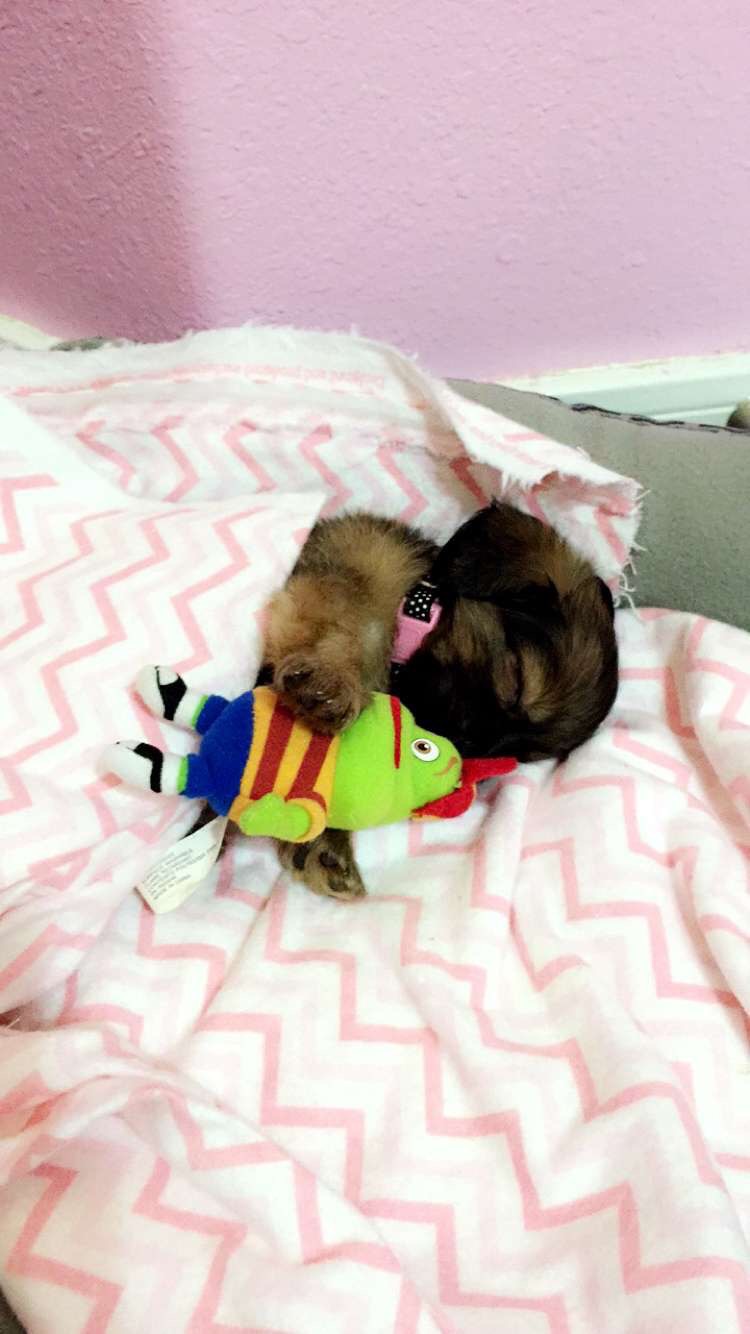 Dawn’s Best Friend Needs Urgent Medical Help campaign photo, 6 of 7