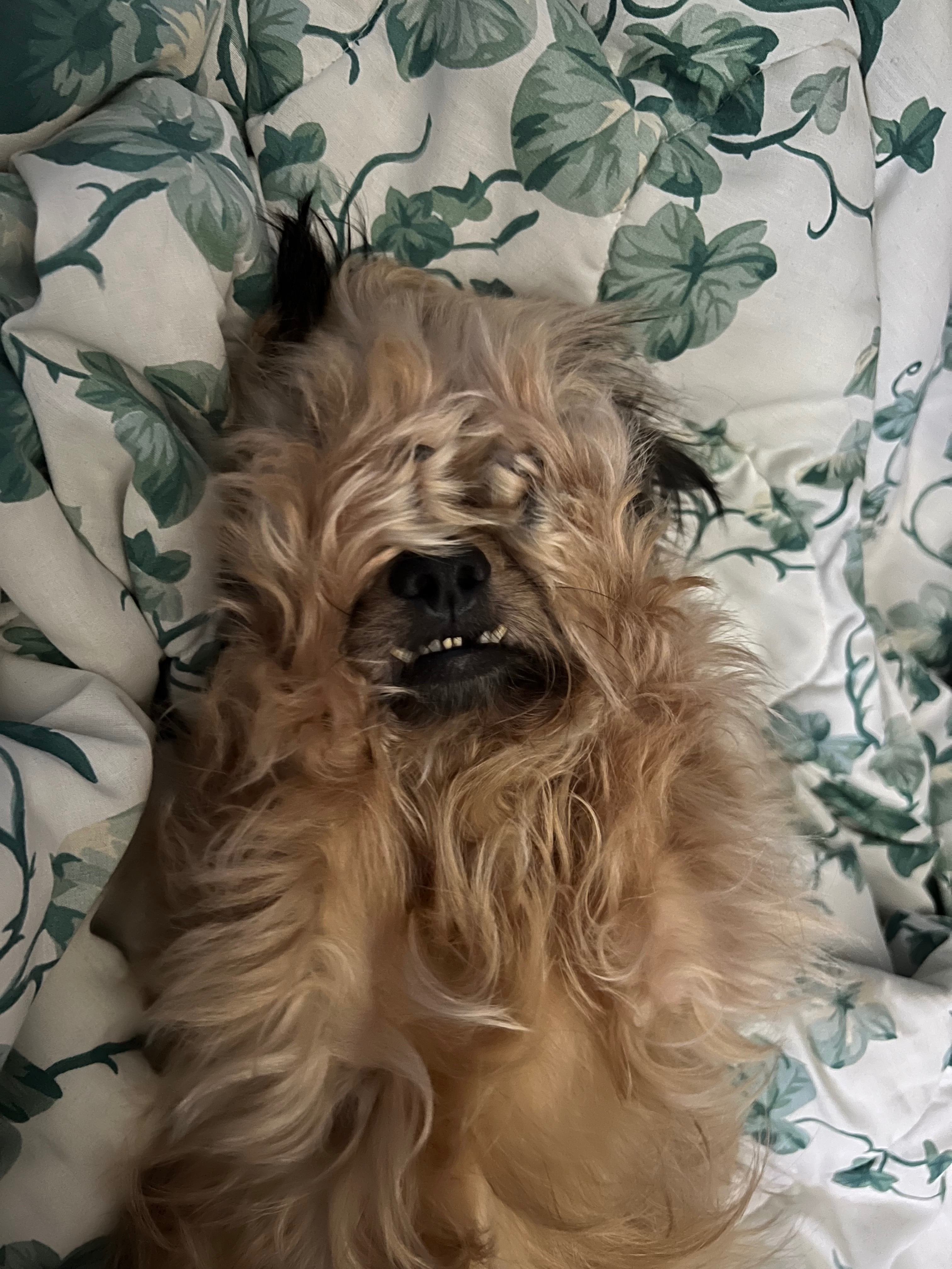 Dawn’s Best Friend Needs Urgent Medical Help campaign photo, 2 of 7