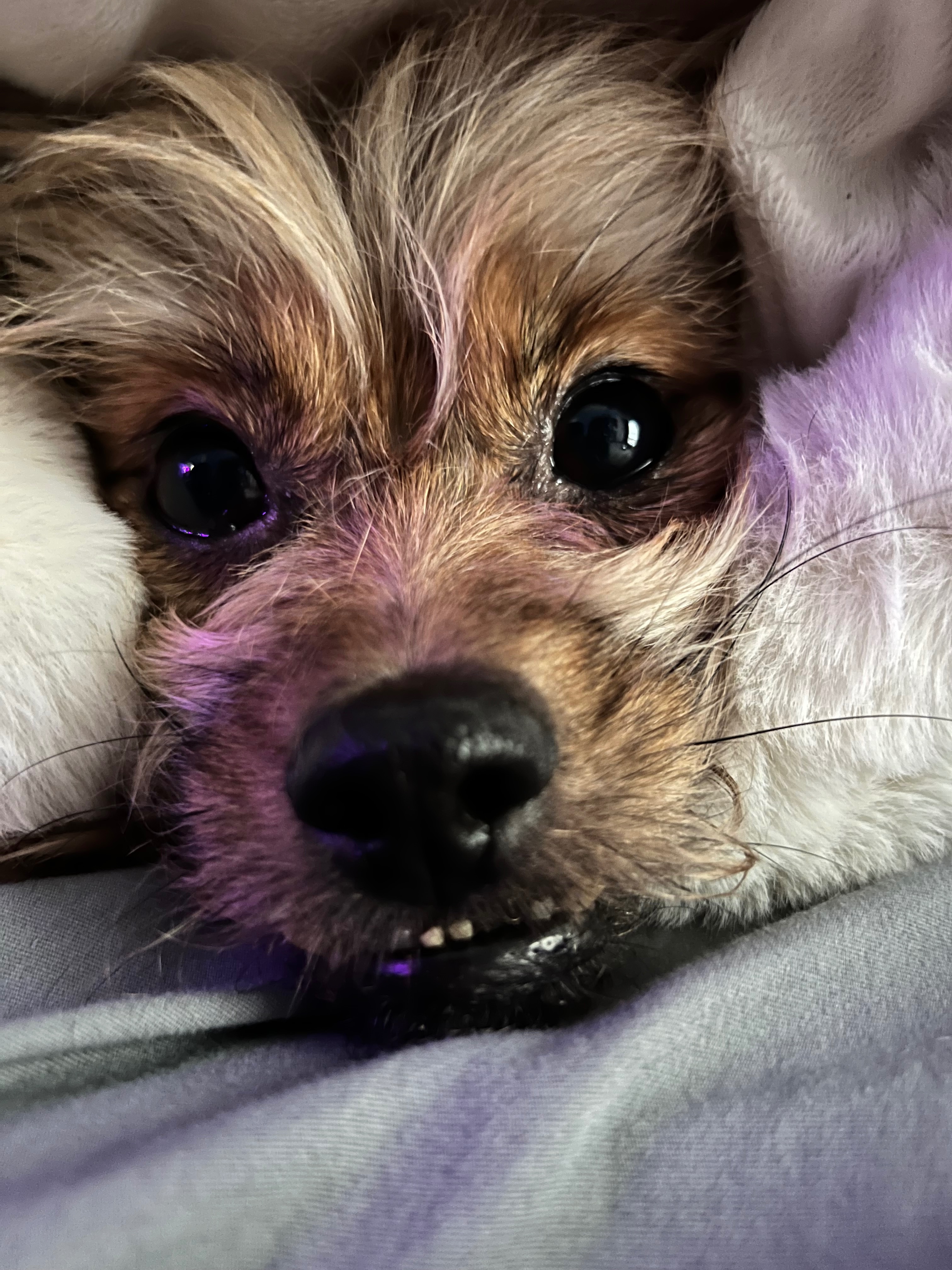 Dawn’s Best Friend Needs Urgent Medical Help campaign photo, 4 of 7