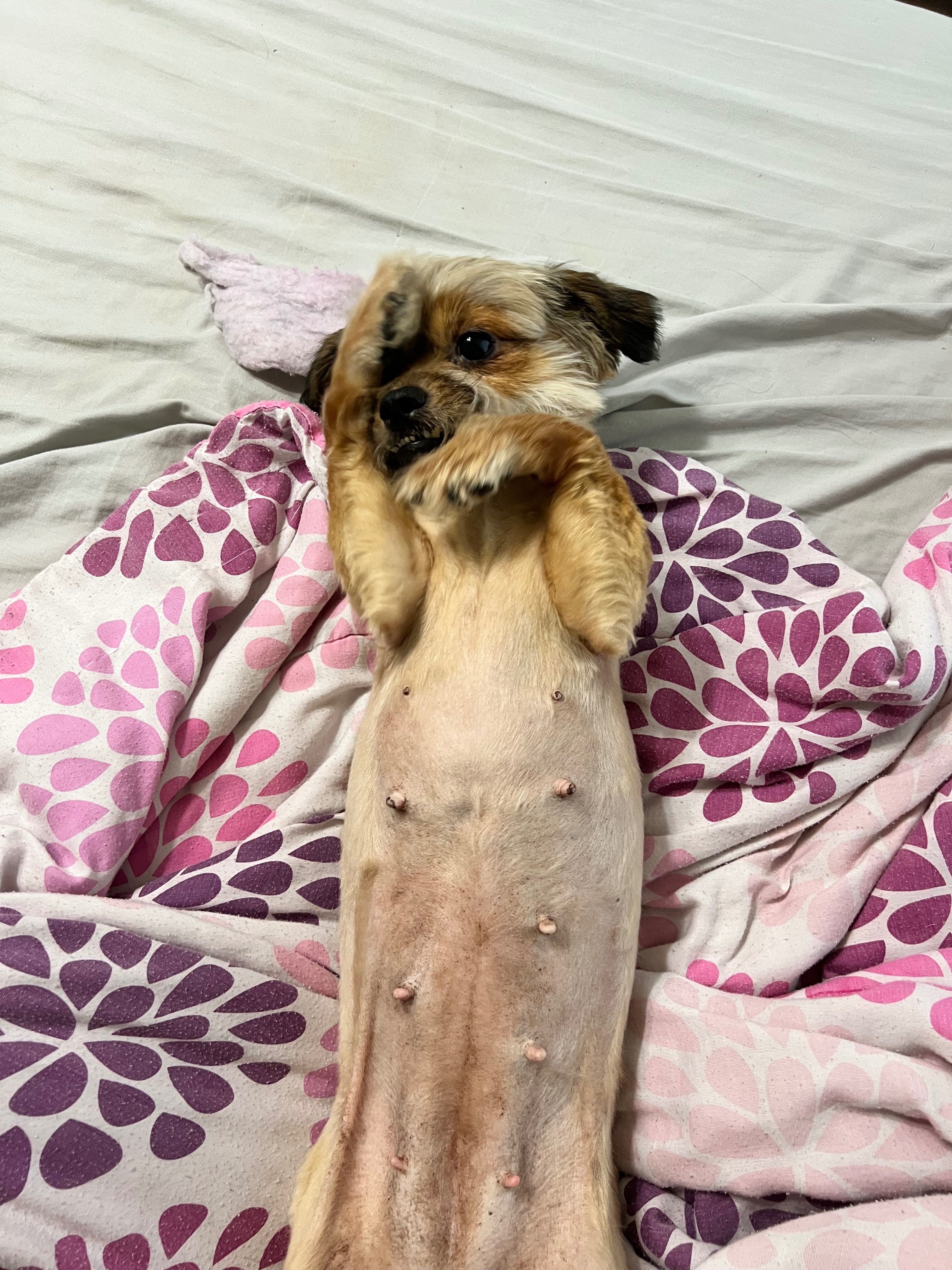 Dawn’s Best Friend Needs Urgent Medical Help campaign photo, 5 of 7