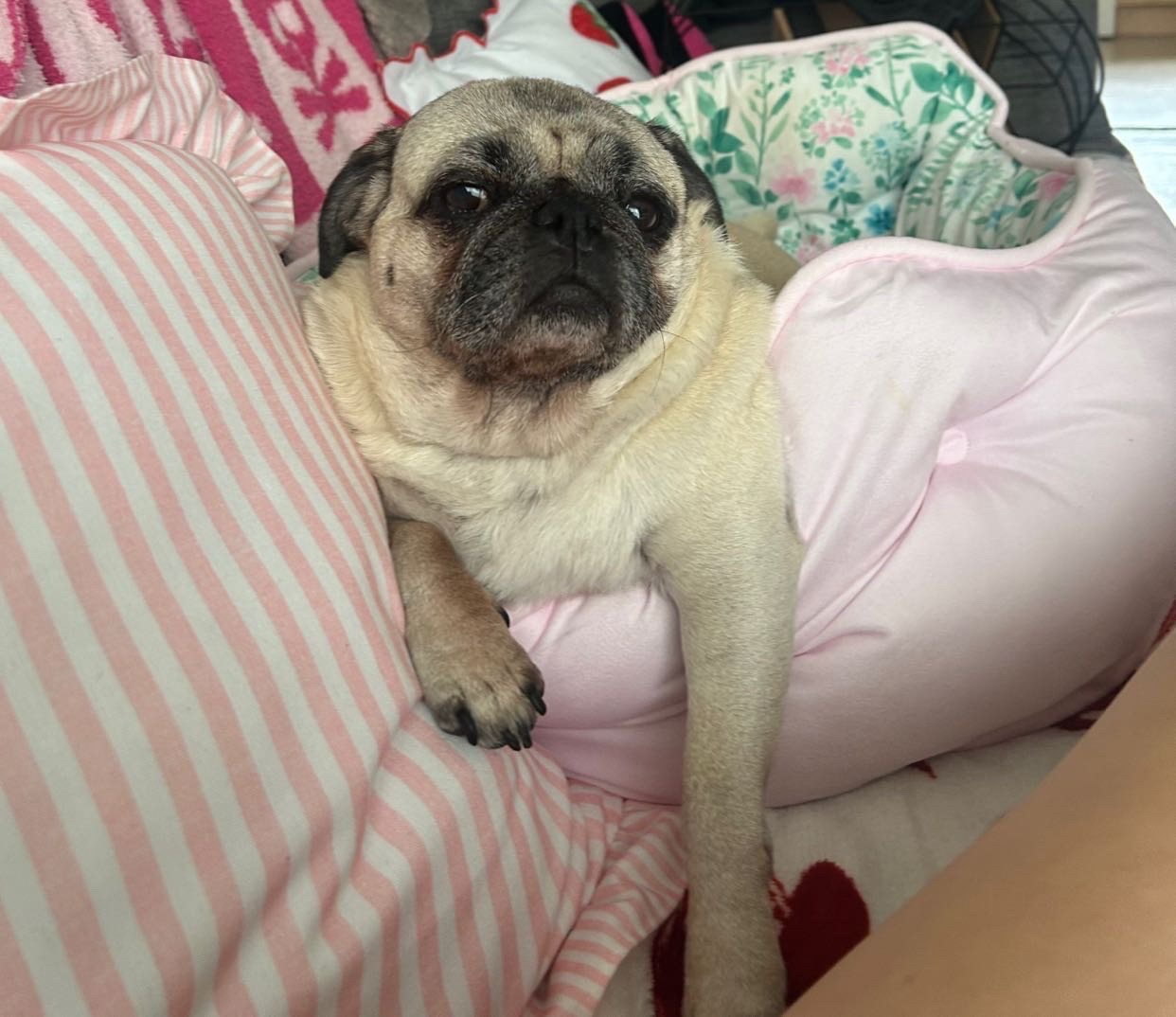 Help daisy get her surgery please campaign photo, 4 of 5