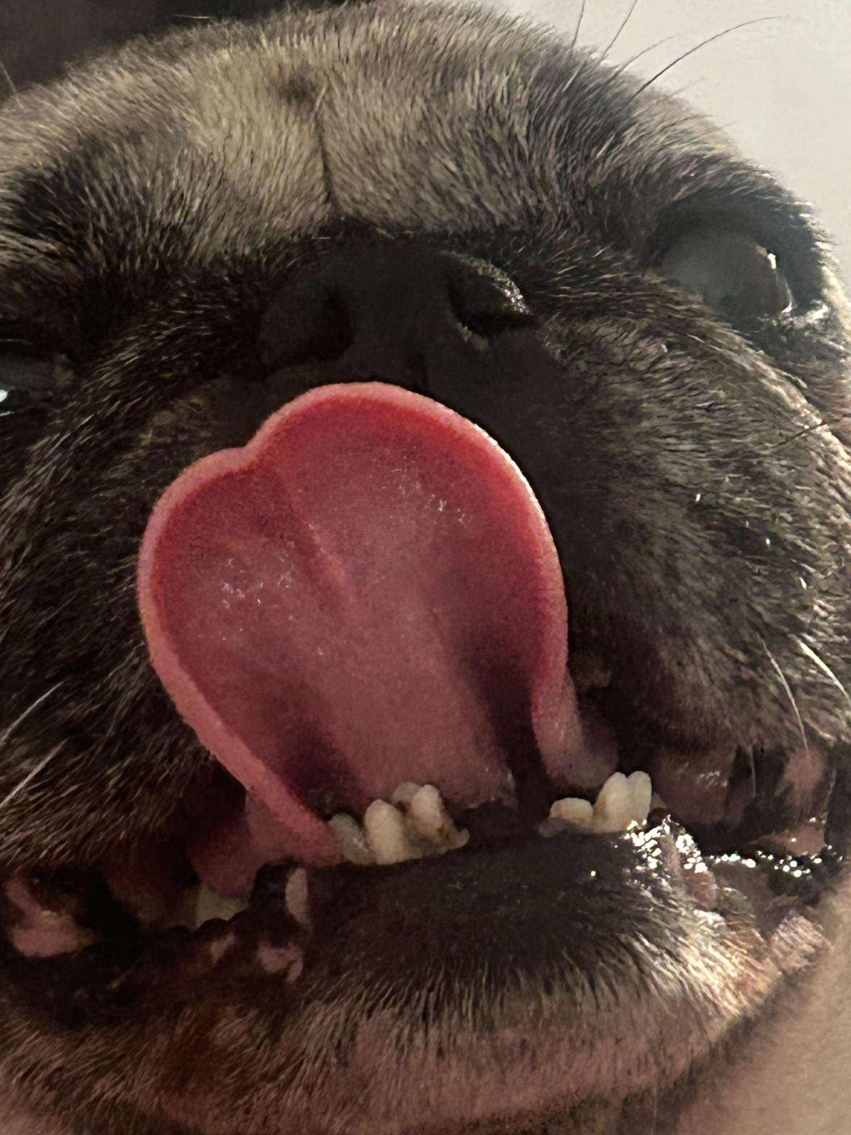 Help daisy get her surgery please campaign photo, 2 of 5