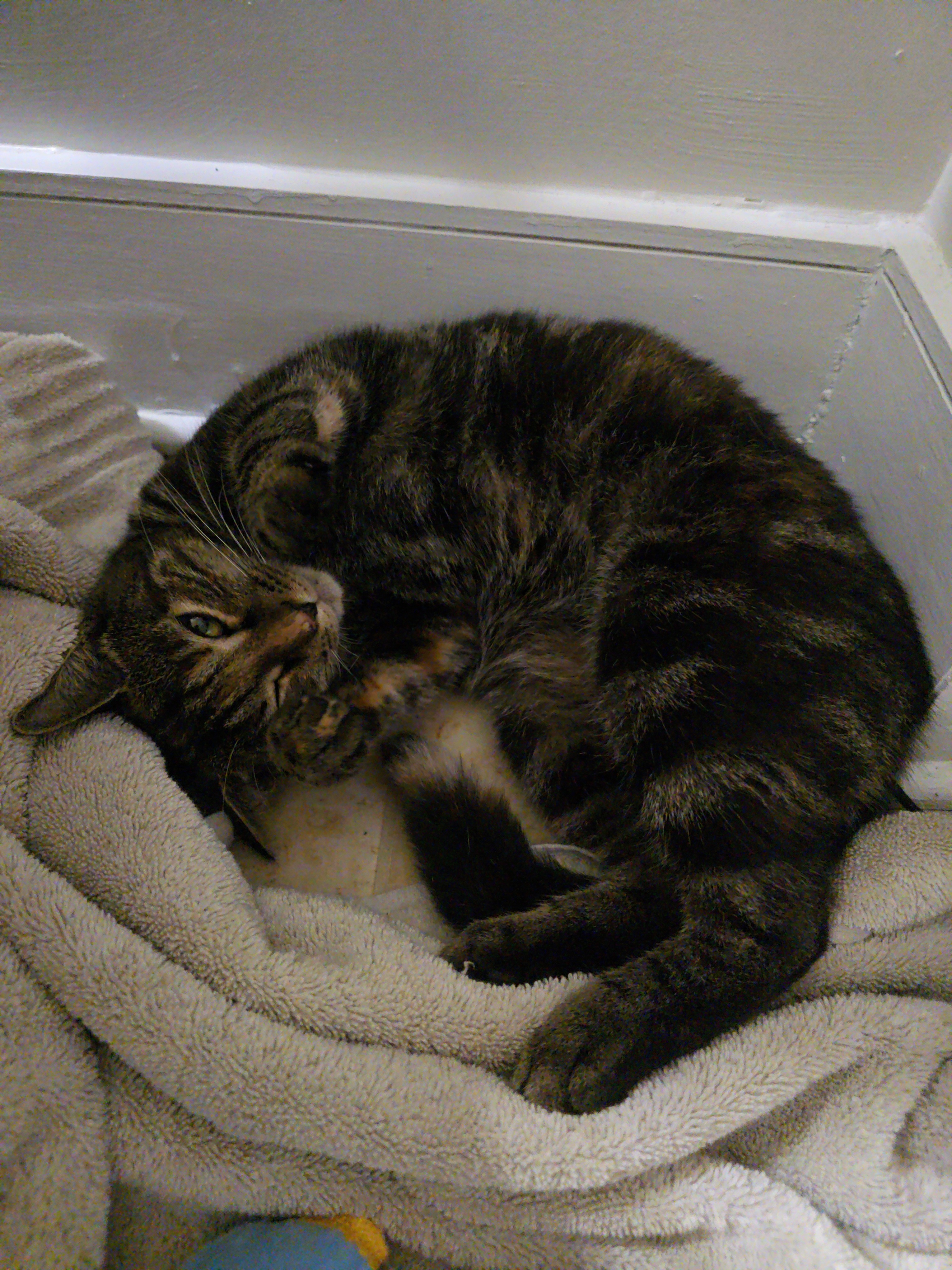 Help Give a Stray Kitten a Chance at a Healthy Life campaign photo, 6 of 7