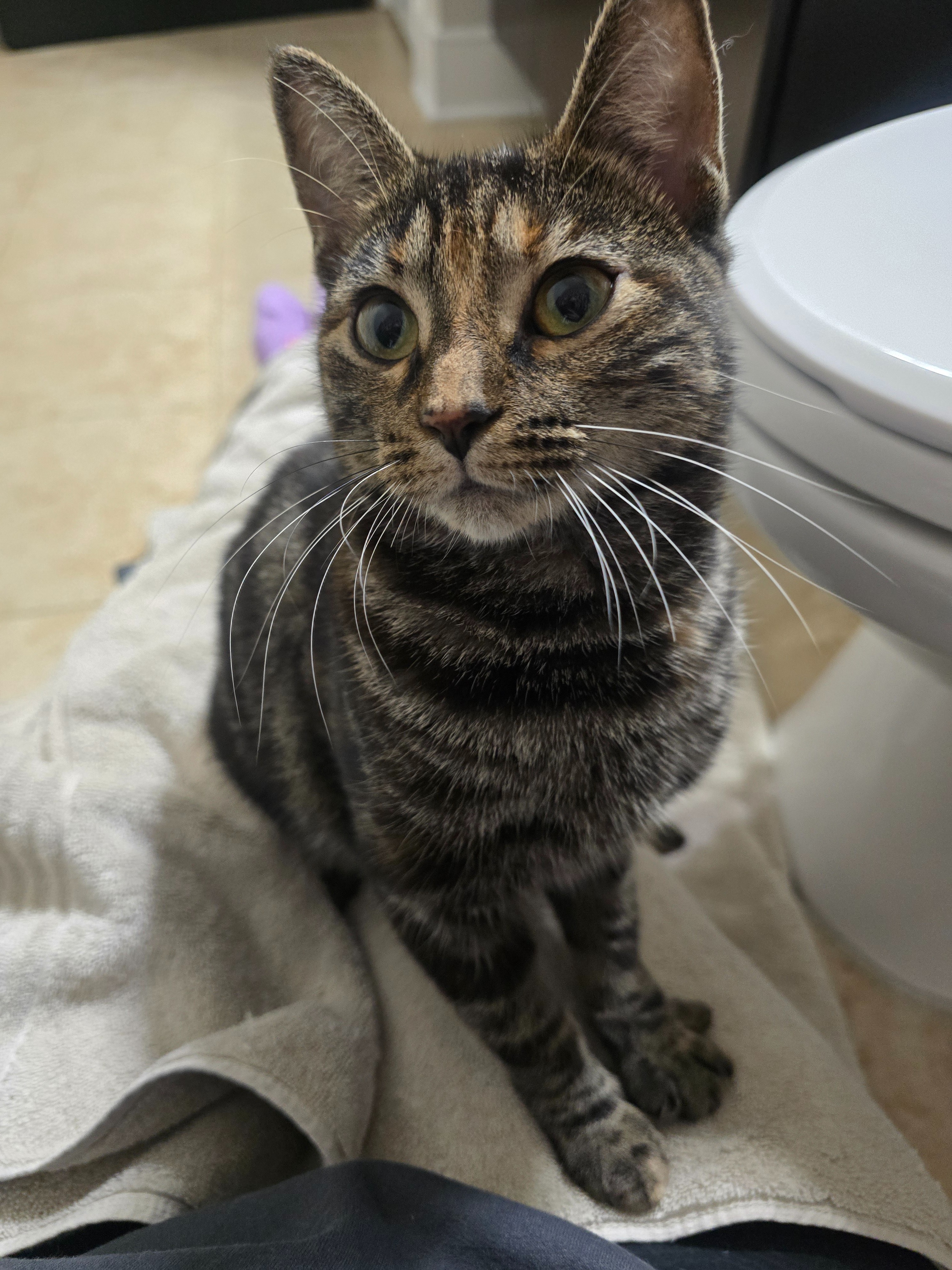 Help Give a Stray Kitten a Chance at a Healthy Life campaign photo, 2 of 7