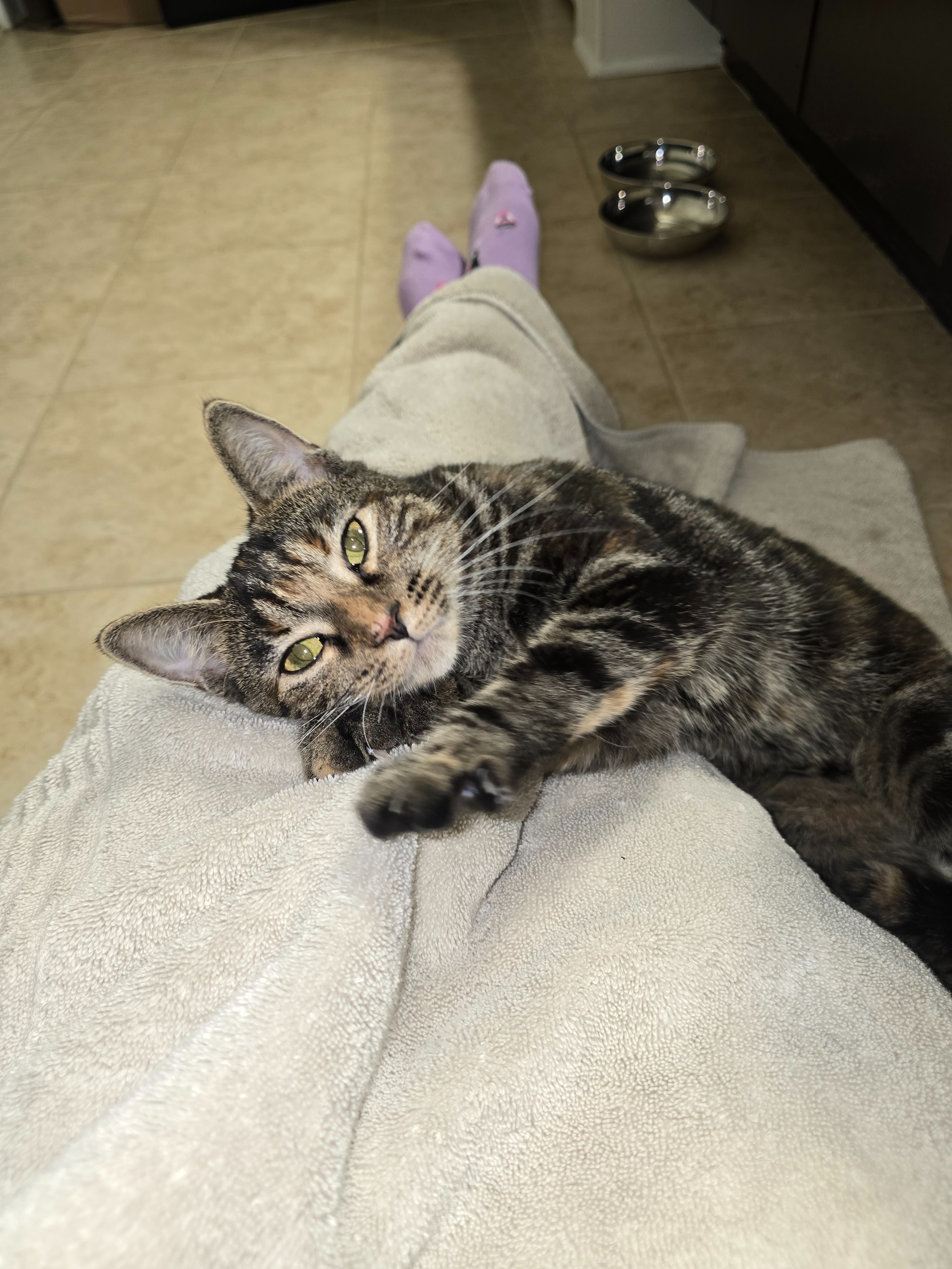 Help Give a Stray Kitten a Chance at a Healthy Life campaign photo, 4 of 7