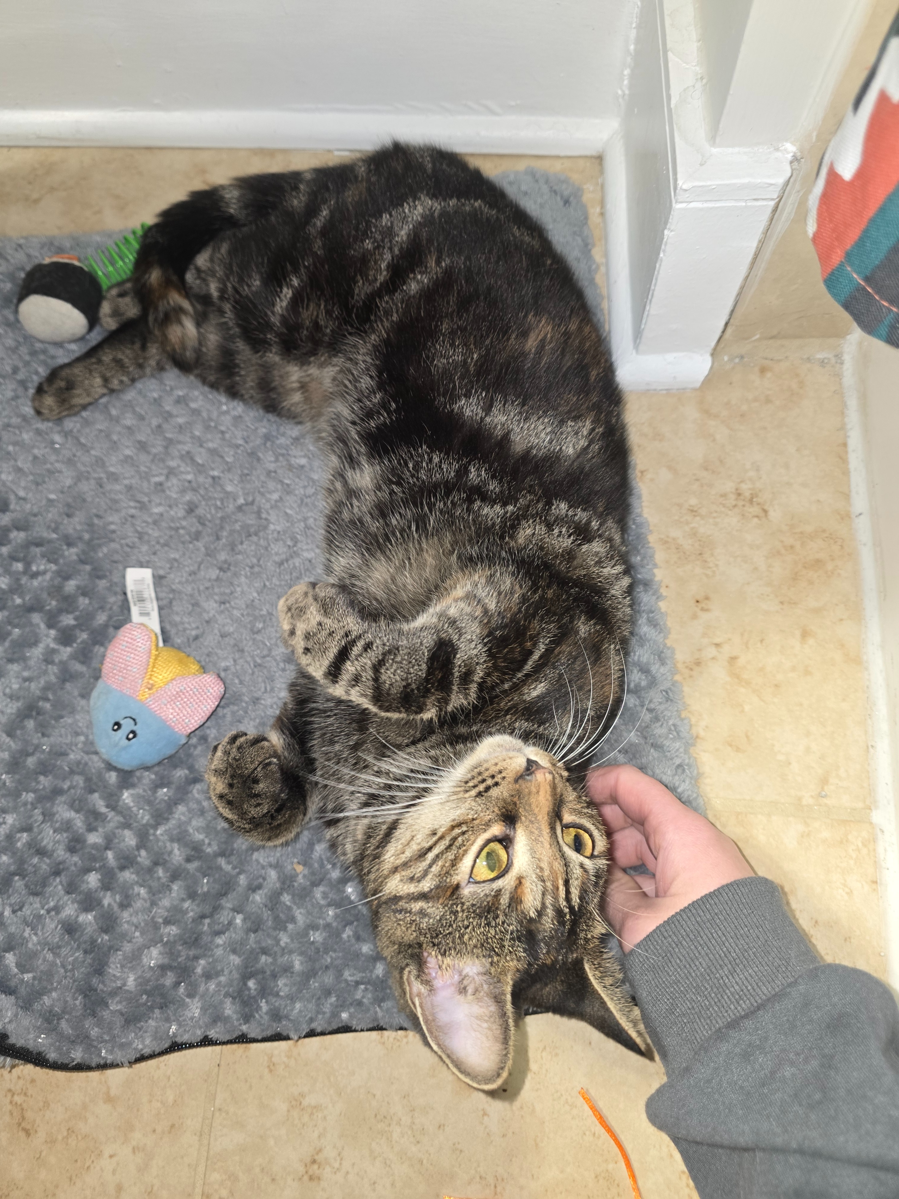 Help Give a Stray Kitten a Chance at a Healthy Life campaign photo, 5 of 7