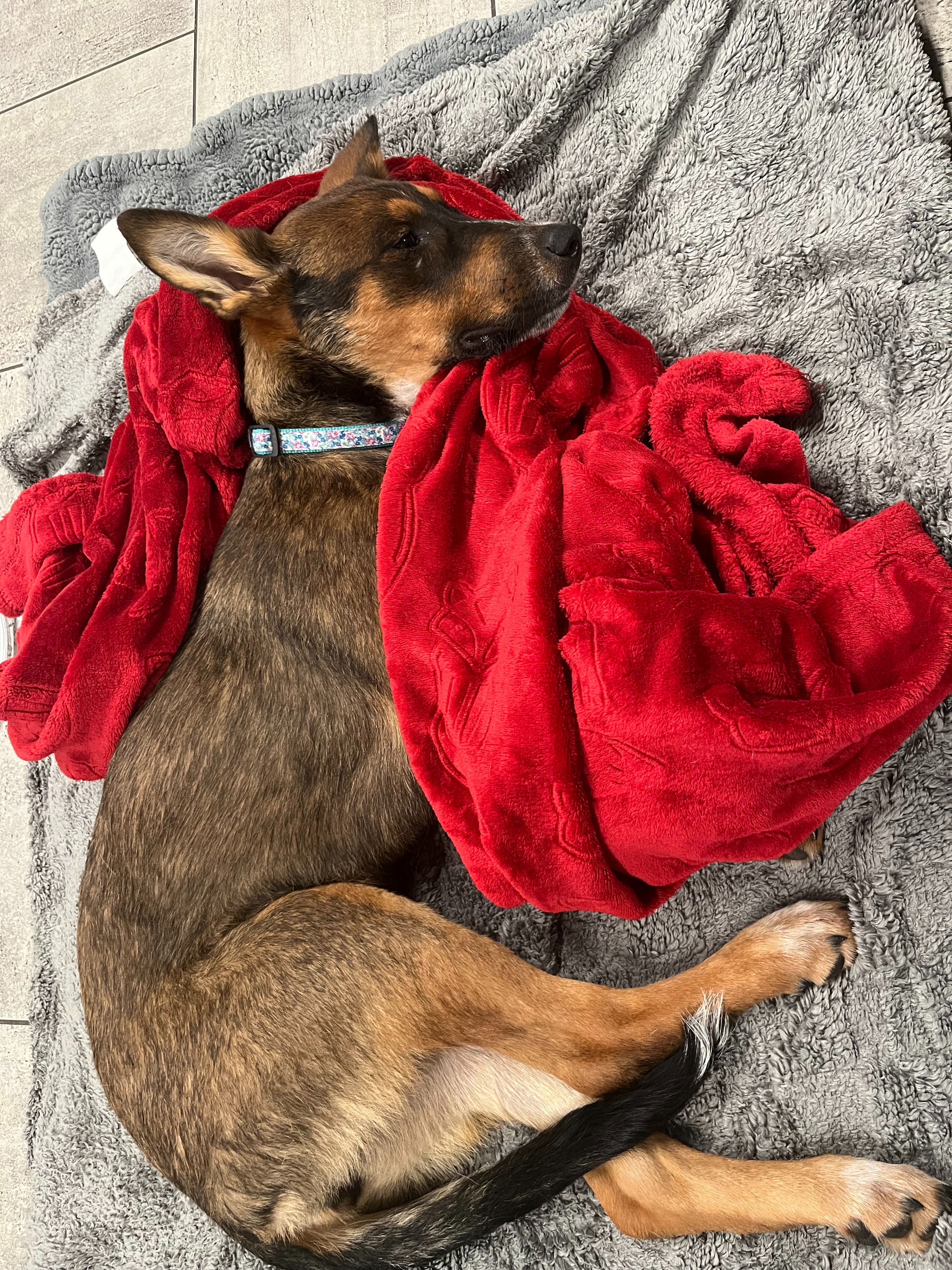 Sweet Puppy Elle Needs Surgery campaign photo, 7 of 8