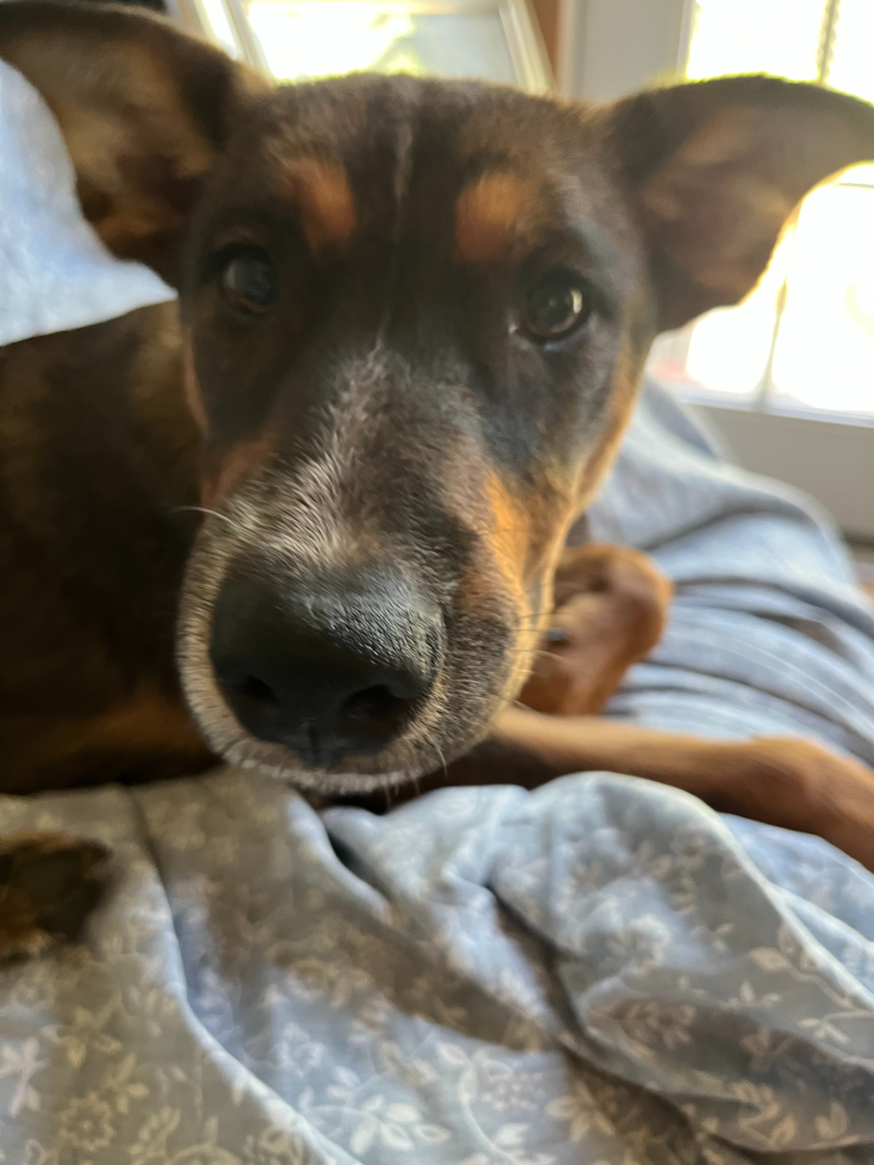 Sweet Puppy Elle Needs Surgery campaign photo, 2 of 8
