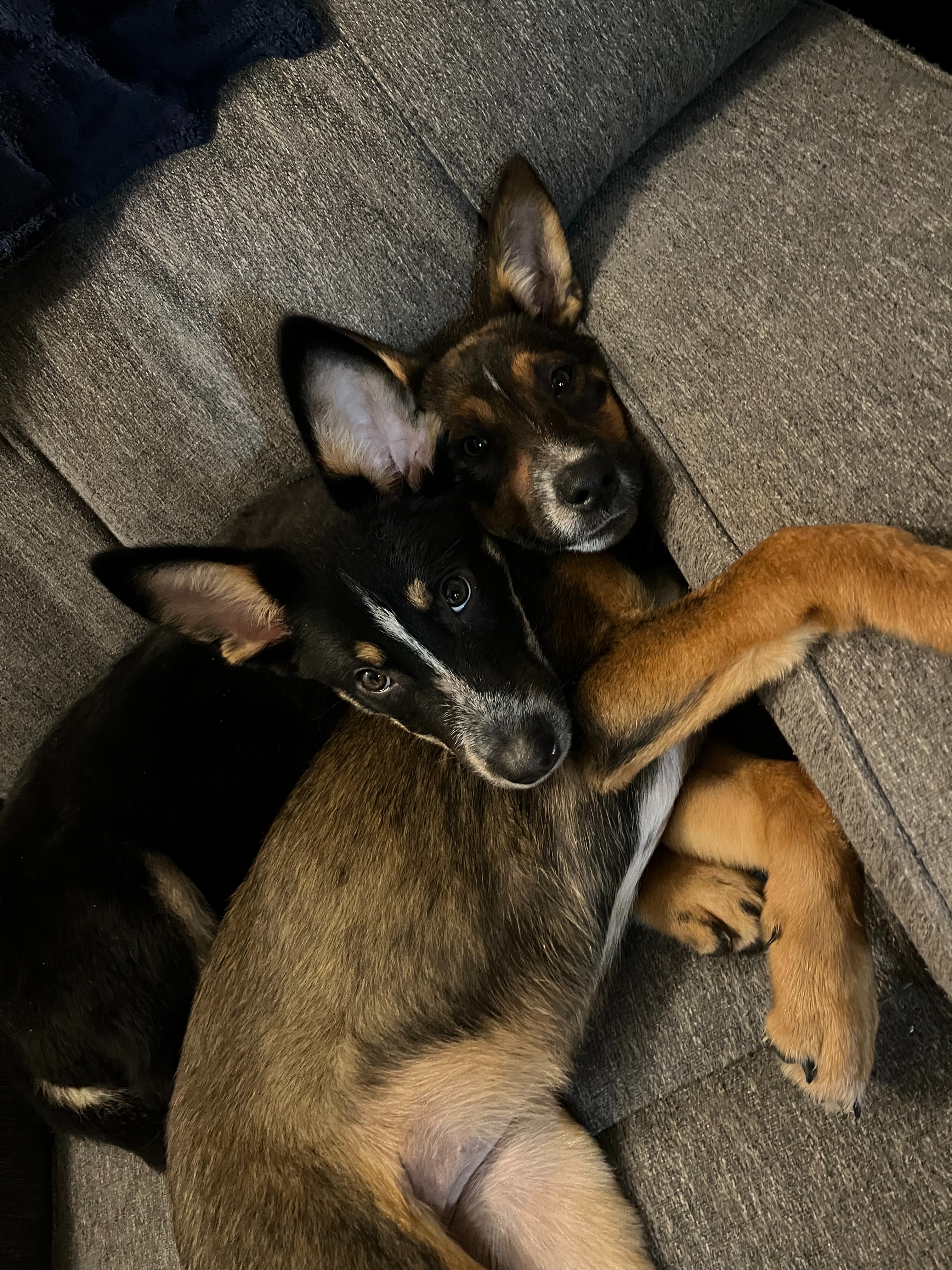 Sweet Puppy Elle Needs Surgery campaign photo, 5 of 8