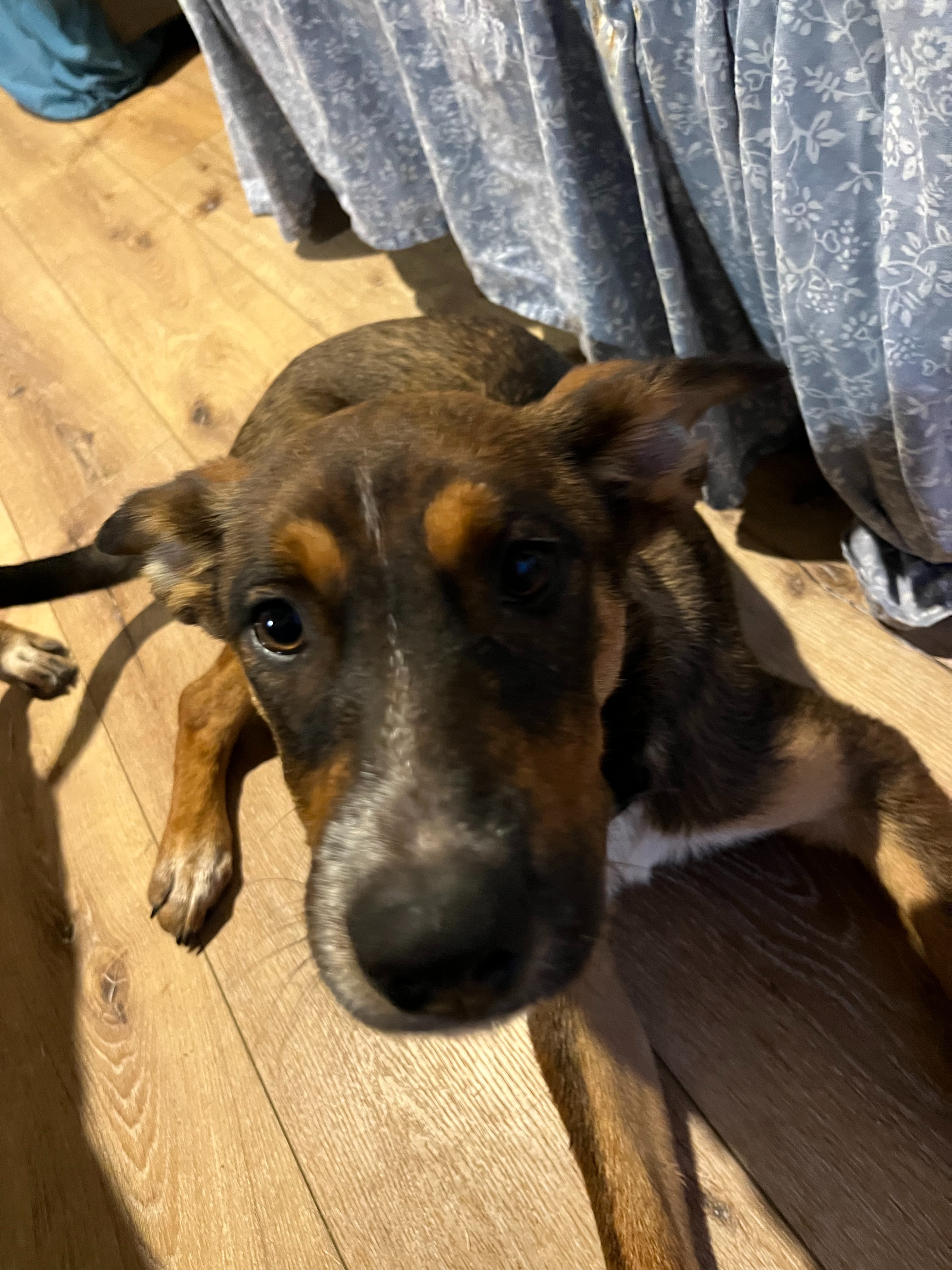 Sweet Puppy Elle Needs Surgery campaign photo, 6 of 8