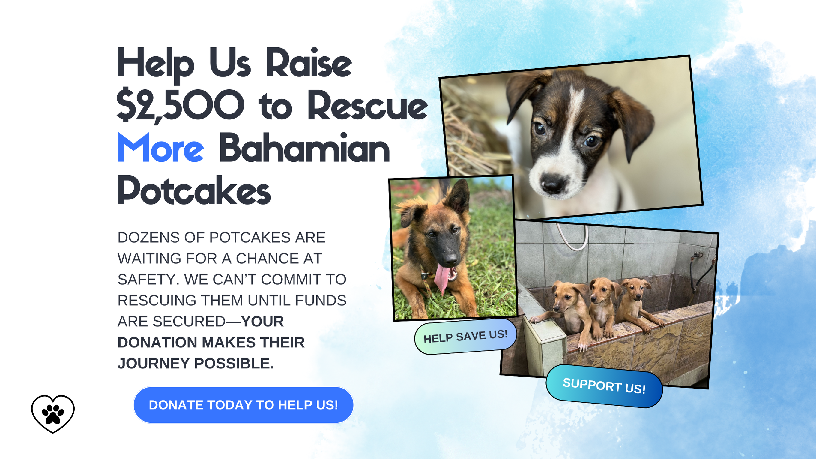 ✈️ Help Us Rescue More Bahamian Potcakes! campaign photo, 2 of 4