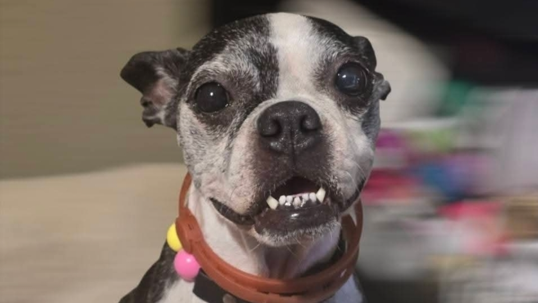 Help Chloe's Chance for hope:Medical fund.
