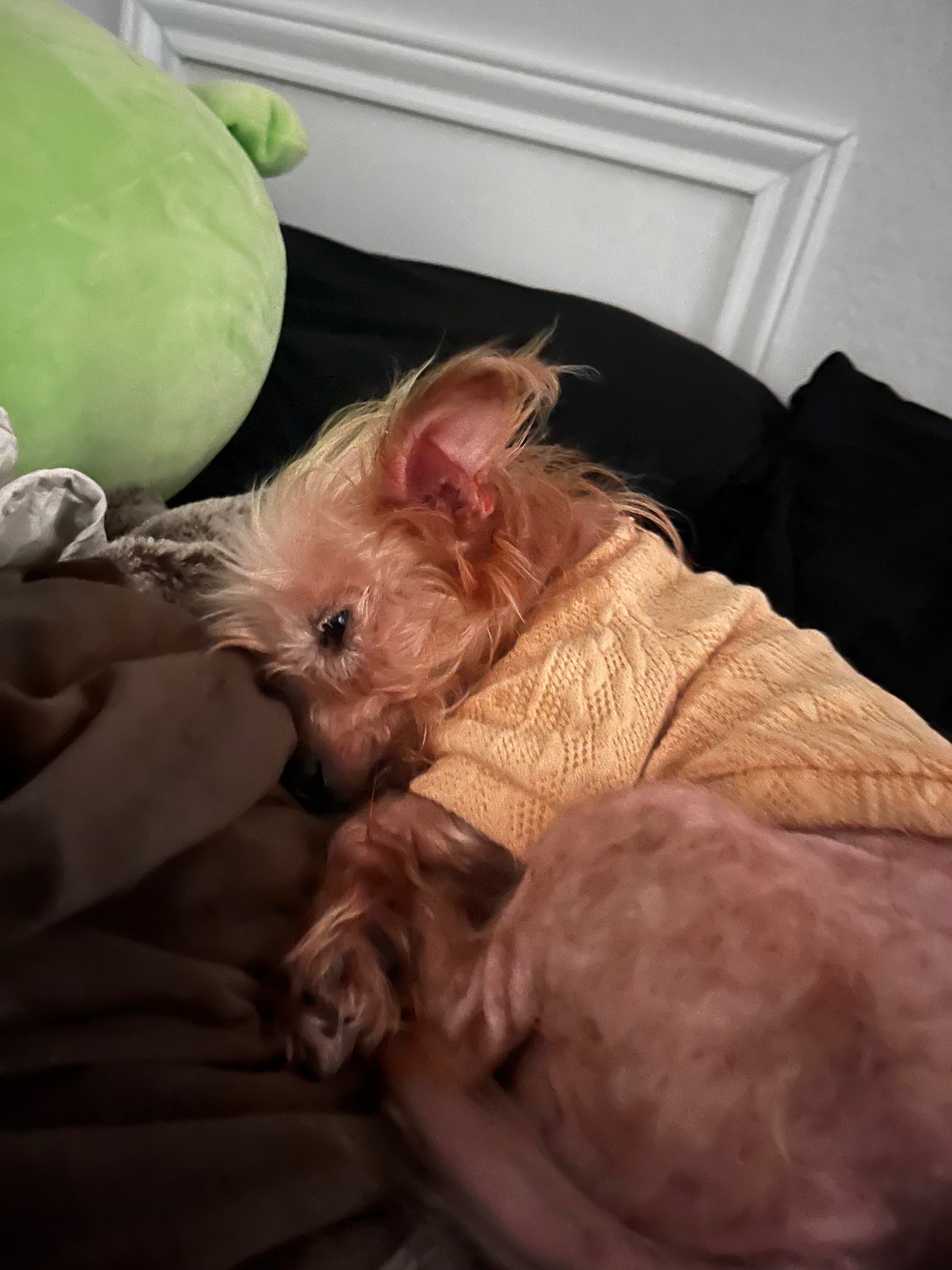 Support Lucky's Comfort: Dental Surgery Fund campaign photo, 2 of 4