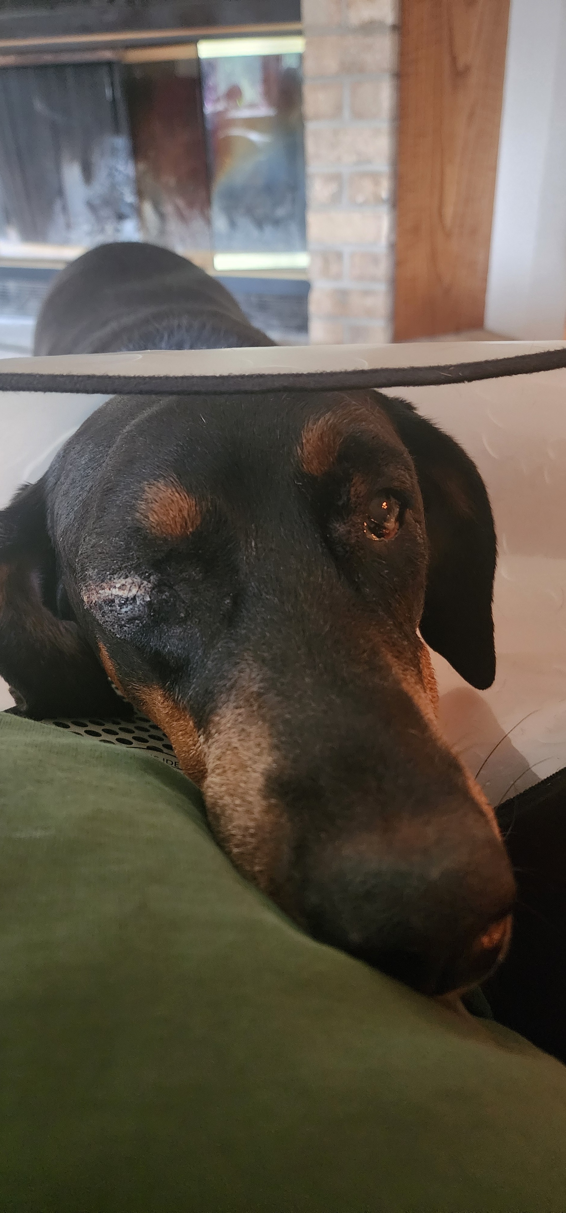 Dog Lovers.  Primo has treatable Cancer.  Please Help! campaign photo, 2 of 8