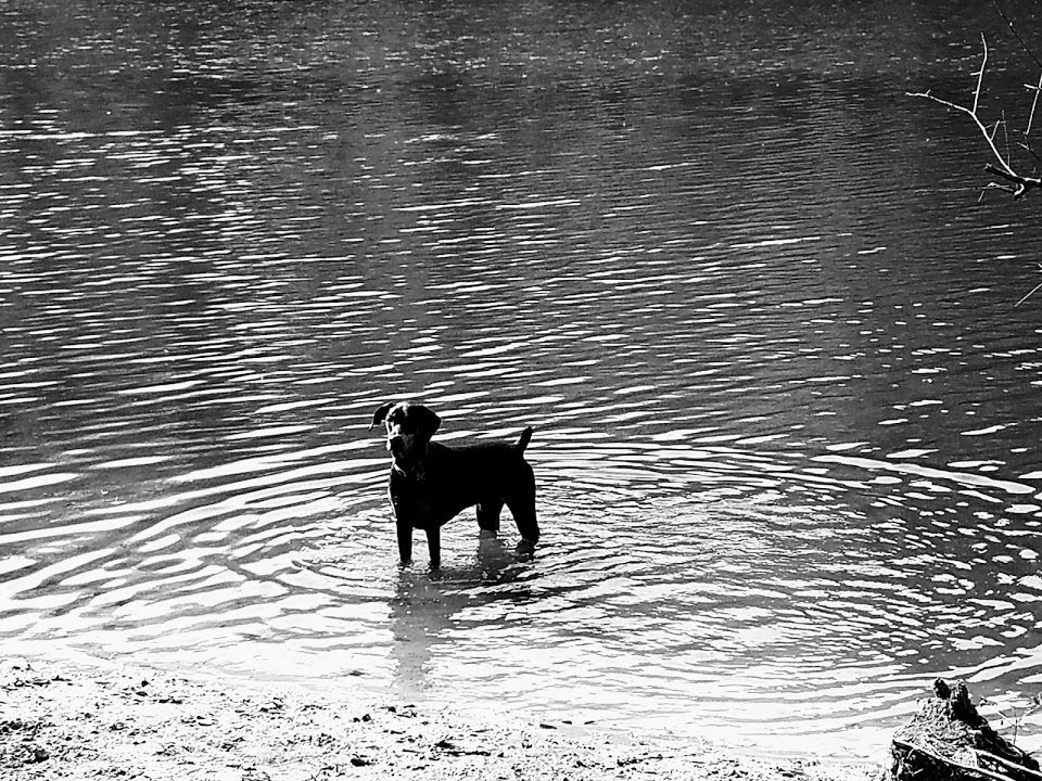 Dog Lovers.  Primo has treatable Cancer.  Please Help! campaign photo, 6 of 8