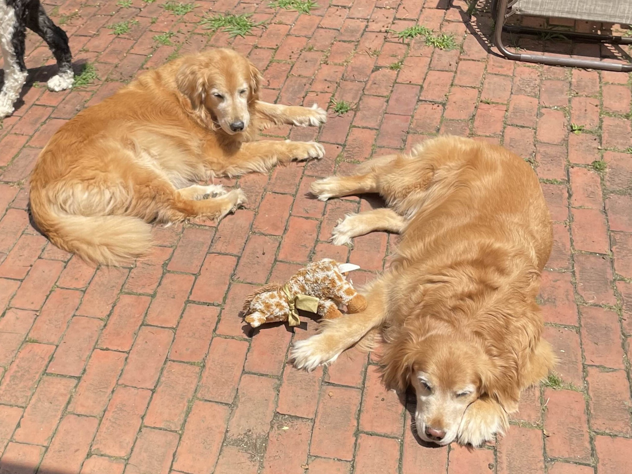 Maddie & Sydney's Vet Expenses campaign photo, 7 of 8