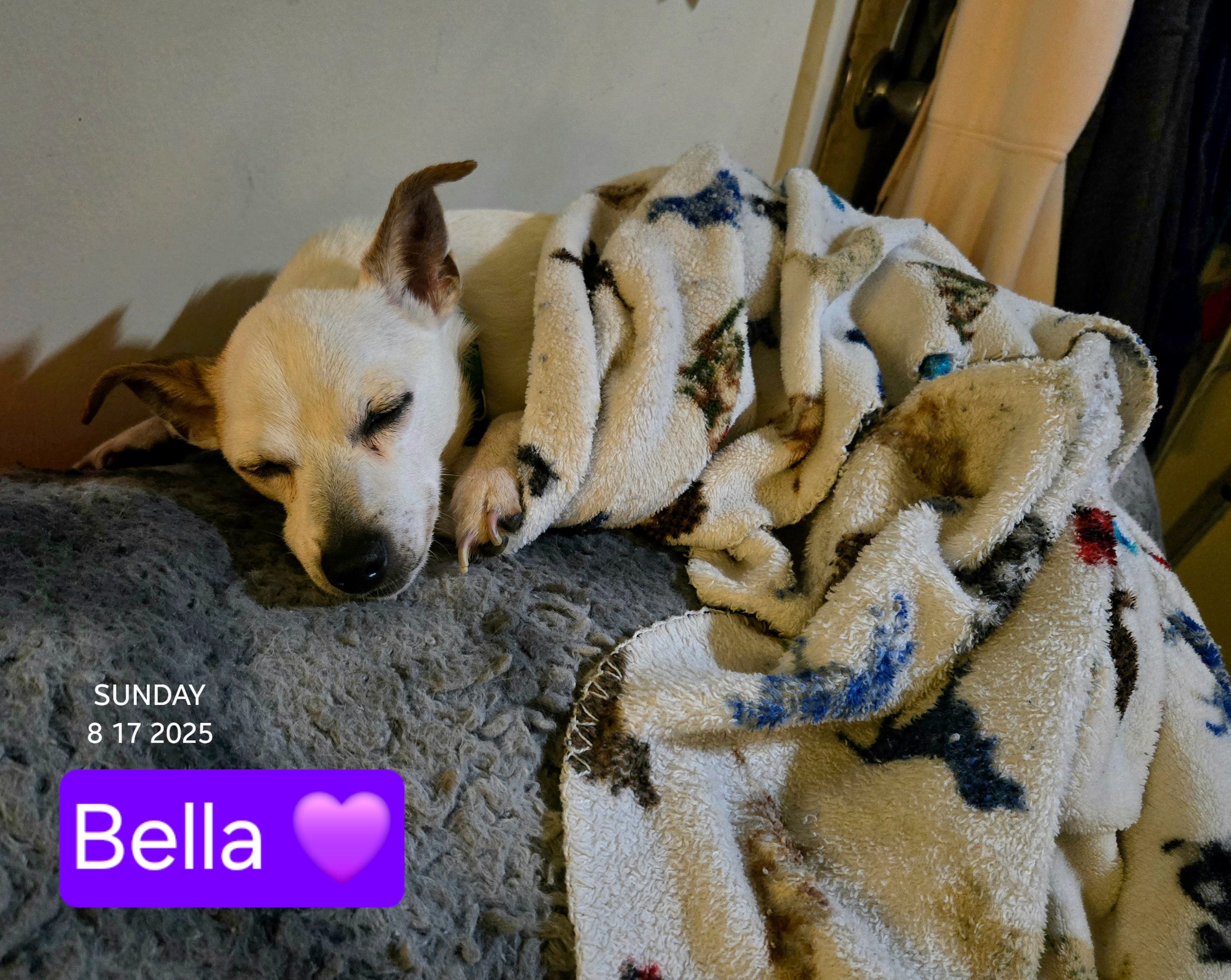 Help us cover Bellas vet bills and good bye campaign photo, 2 of 4