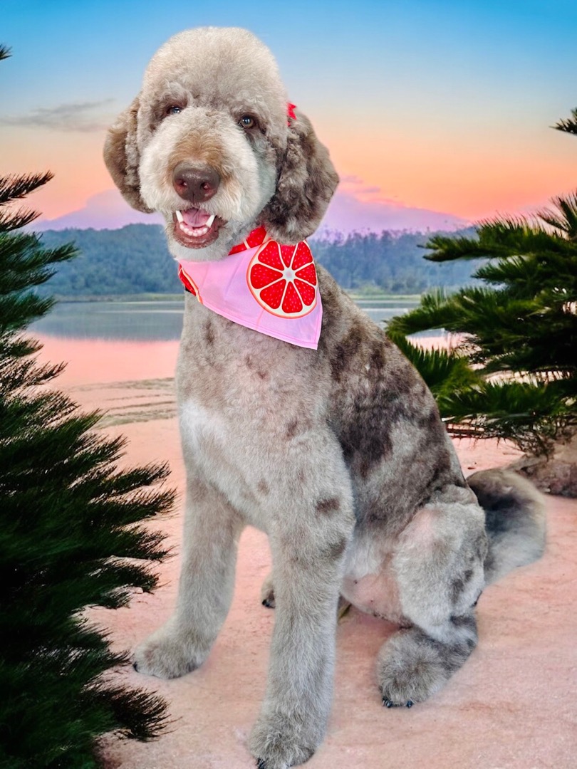 Help a doodle with cancer! :( campaign photo, 7 of 8