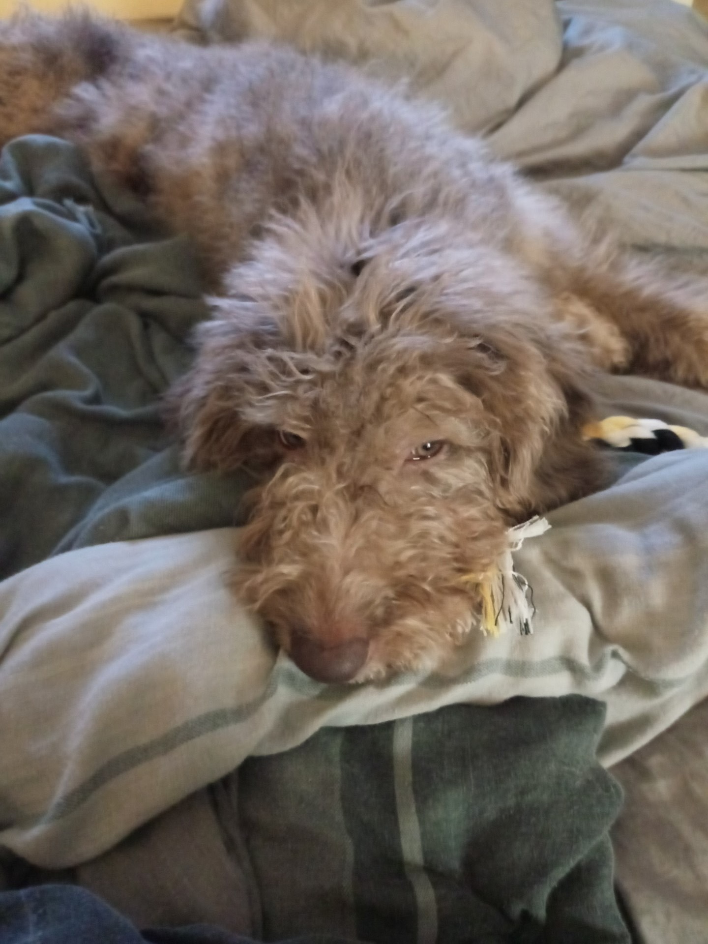 Help a doodle with cancer! :( campaign photo, 2 of 8