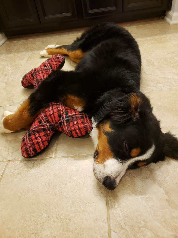 Help Ace Battle Cancer: Surgery & Chemo Needed campaign photo, 2 of 7